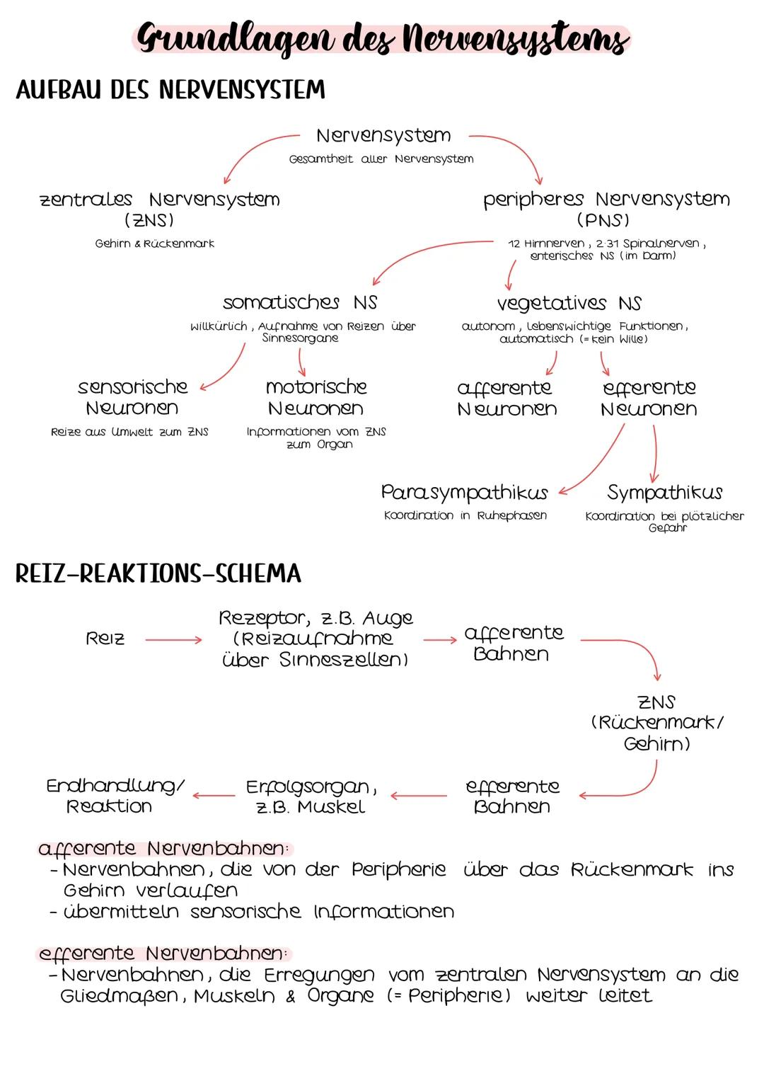 Grundlagen des Nervensystems
AUFBAU DES NERVENSYSTEM
zentrales Nervensystem
(ZNS)
Gehirn & Rückenmark
sensorische
Neuronen
Reize aus Umwelt