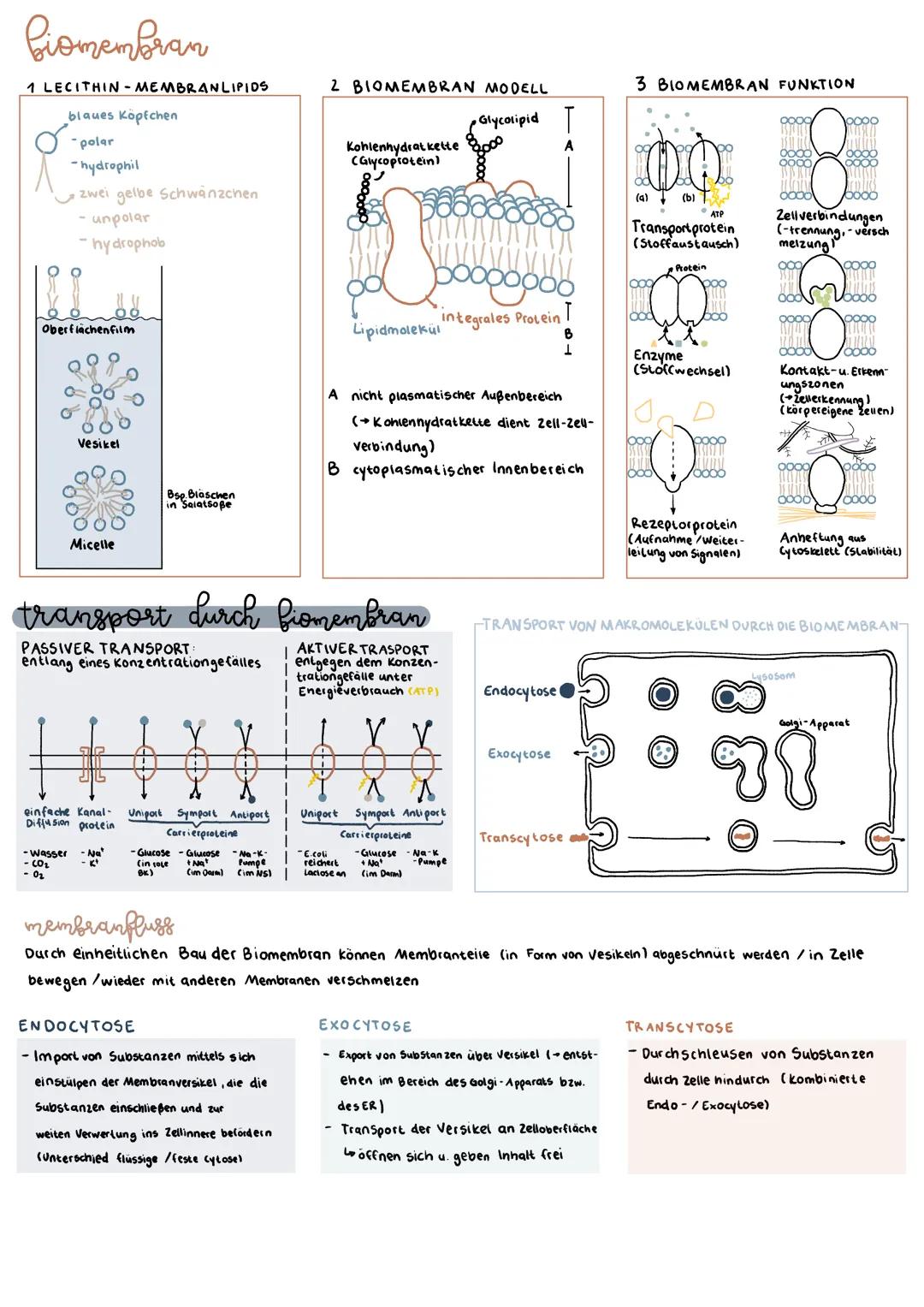 Zellen, Proteine, Enzyme