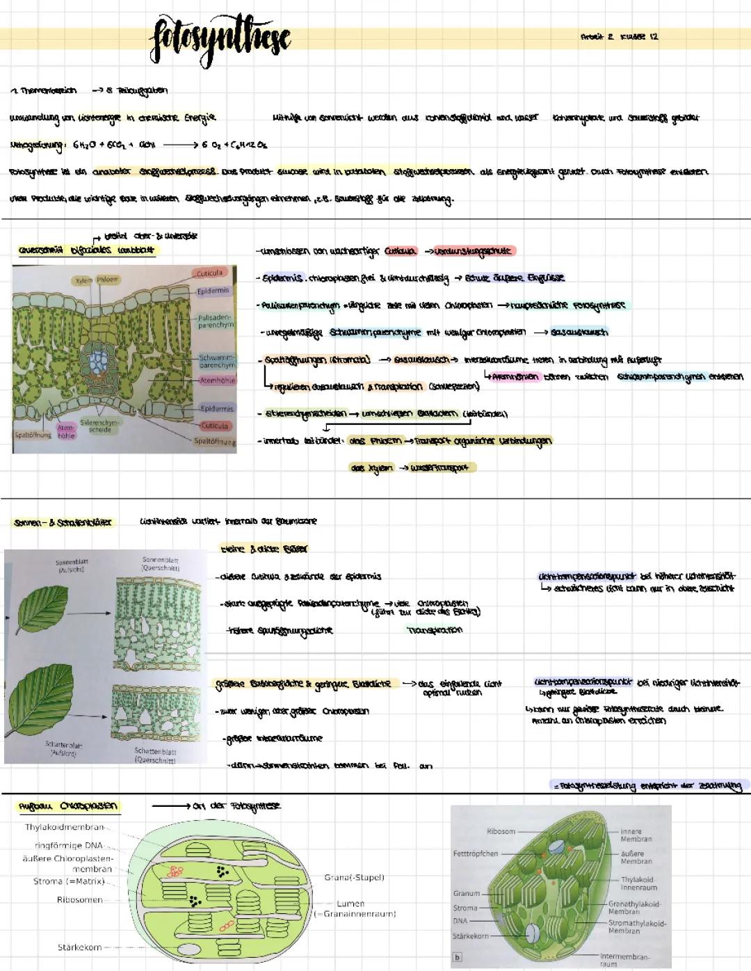 Biologie Fotosynthese