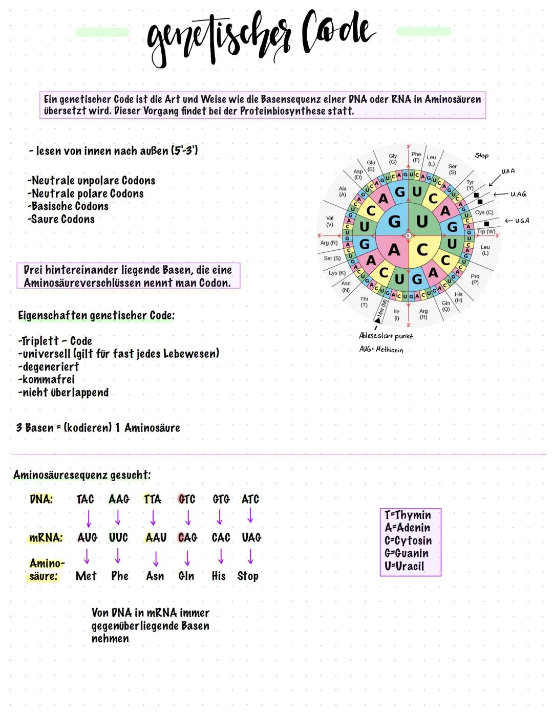 genetischer Code
Ein genetischer Code ist die Art und Weise wie die Basensequenz einer DNA oder RNA in Aminosäuren
übersetzt wird. Dieser Vo