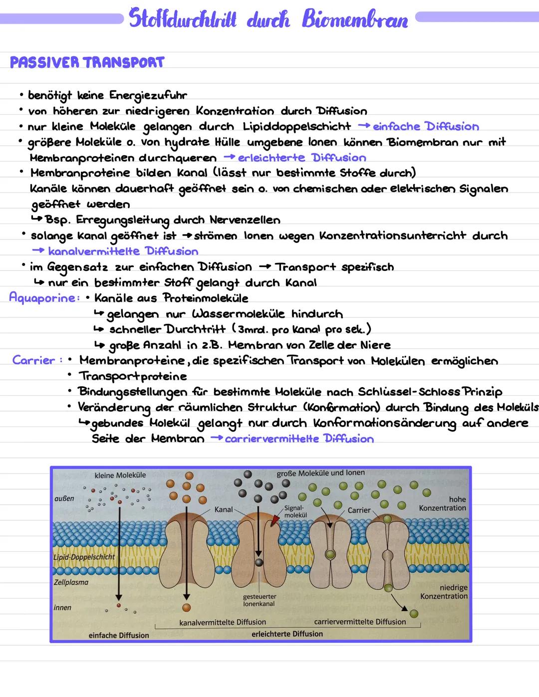 # AKTIVER TRANSPORT
* muss Energie aufgewendet werden ATP
* kann ein Molekül gegen das Konzentrationsgefälles und unabhängig von seinen Eige
