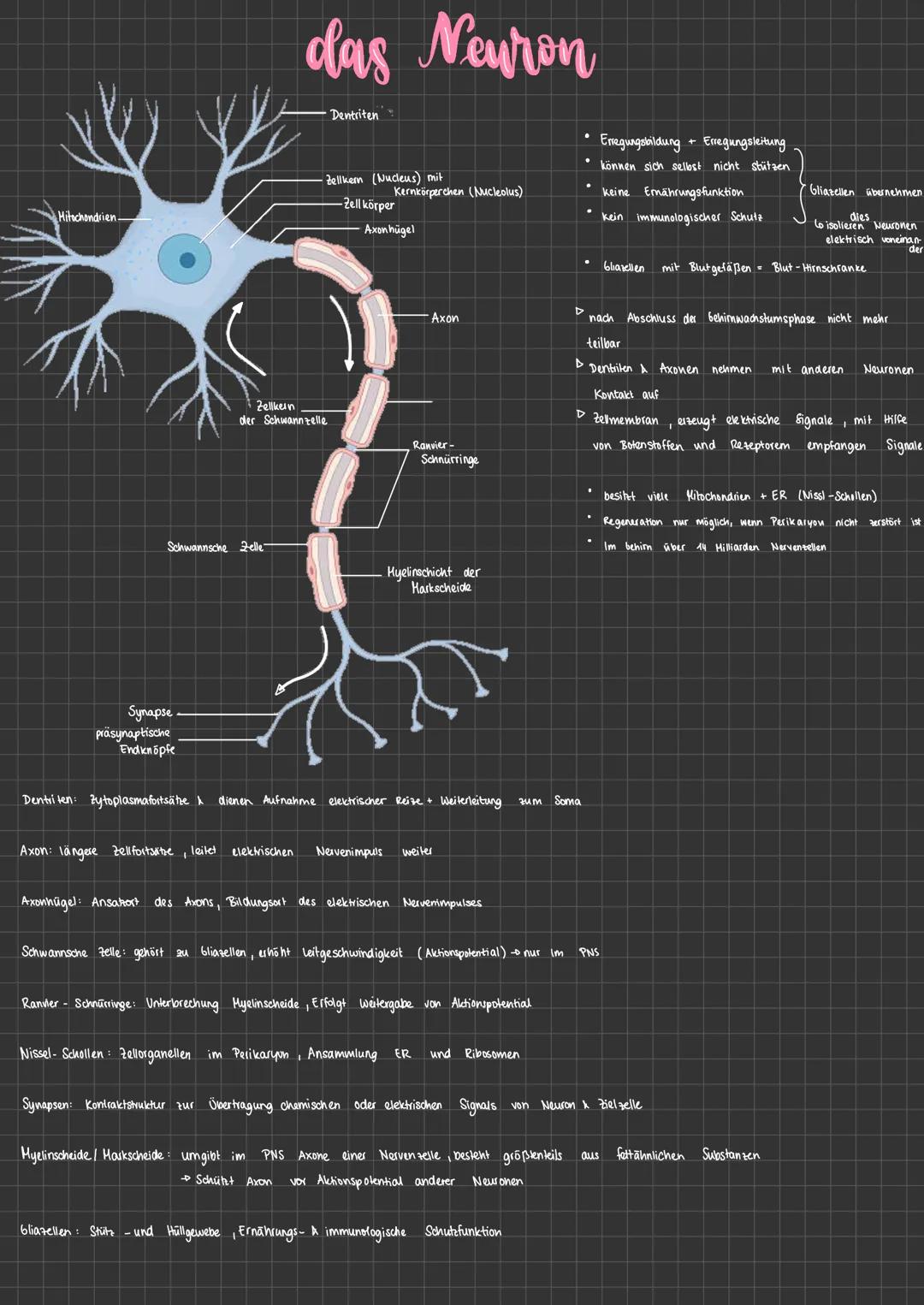 das Gehirn
Großhirn (Tencephalon): Kommunikationszentrale
Tencephalon
Zwischenhirn (Diencephalon):
Brücke (Pons)
• Reize werden beurteilt &