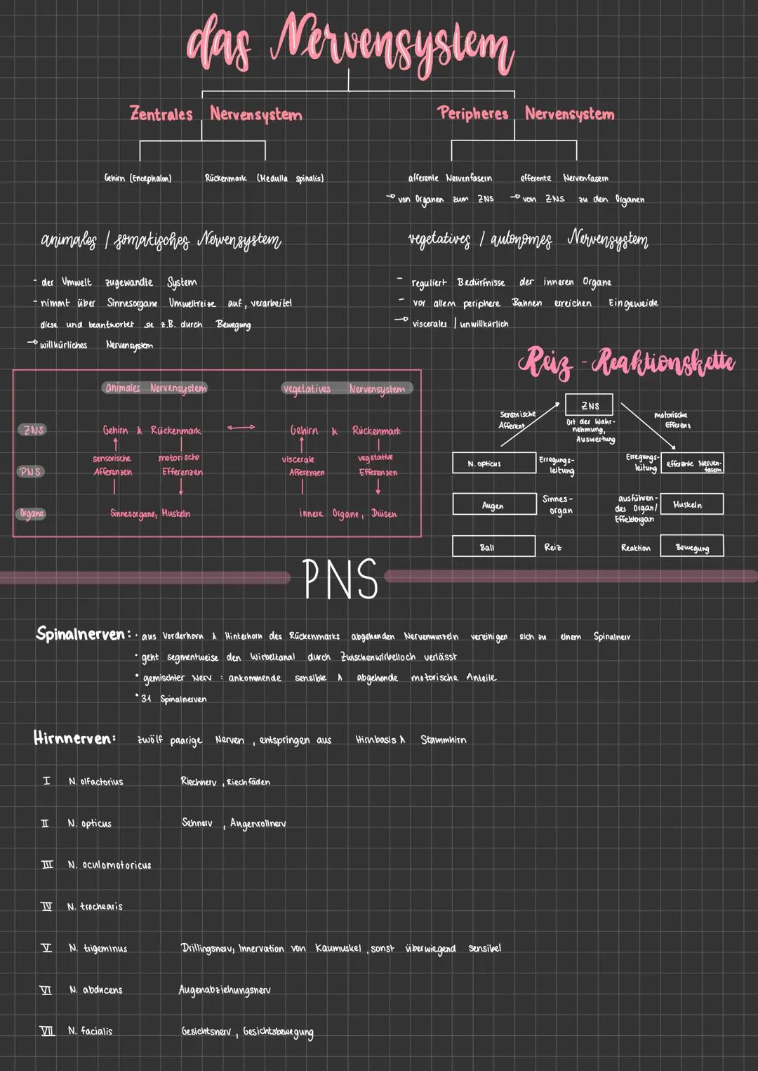 das Gehirn
Großhirn (Tencephalon): Kommunikationszentrale
Tencephalon
Zwischenhirn (Diencephalon):
Brücke (Pons)
• Reize werden beurteilt &