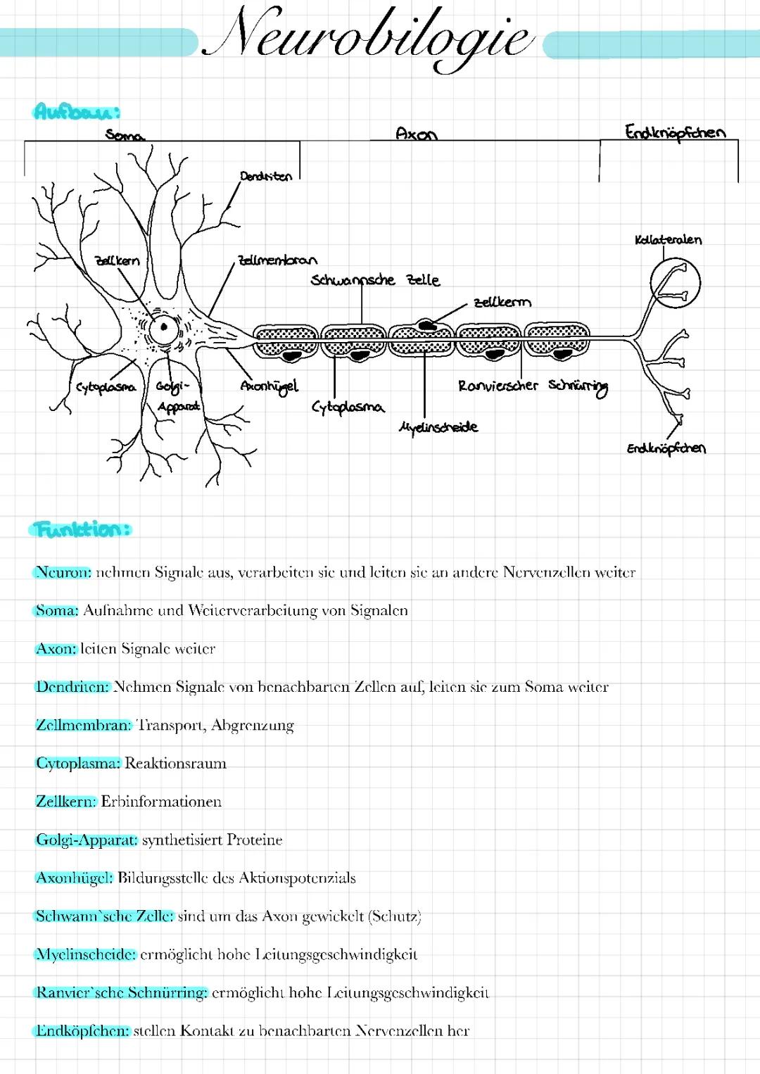 Neurobiologie