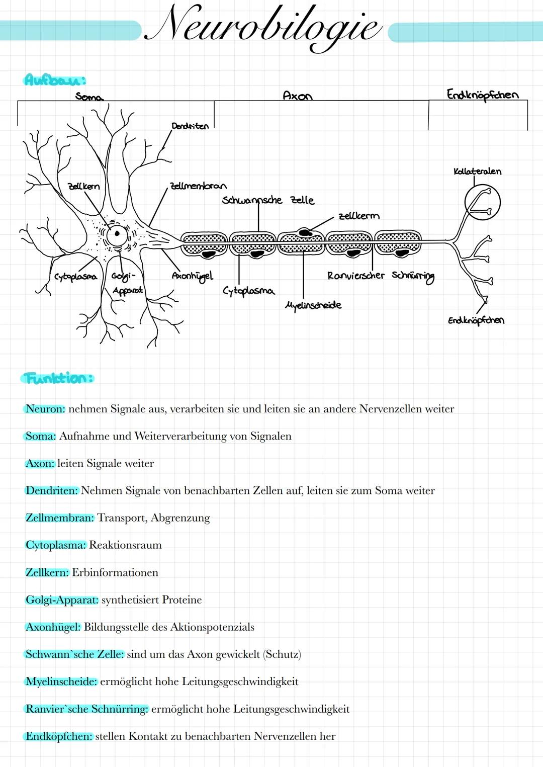 Aufbau:
Soma
Zell kern
Cytoplasma Golgi-
Apparat
Funktion:
Neurobilogie
Dendriten
Zellkern: Erbinformationen
Zellmembran
Axonhügel
Axon
Schw