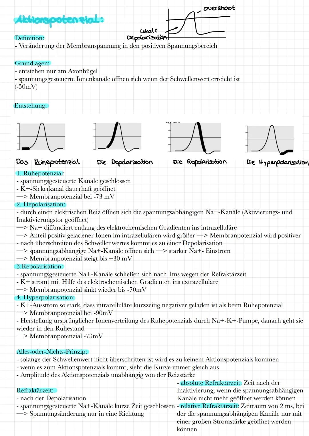 Aufbau:
Soma
Zell kern
Cytoplasma Golgi-
Apparat
Funktion:
Neurobilogie
Dendriten
Zellkern: Erbinformationen
Zellmembran
Axonhügel
Axon
Schw