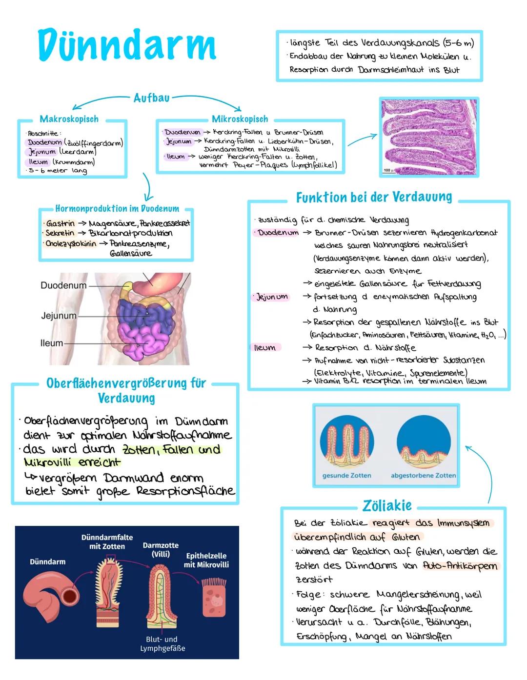 Dünndarm
Makroskopisch
·Abschnitte:
Duodenum (Zwölffingerdarm)
Jejunum (Leerdarm)
lleum (Krummdarm)
·5-6 meter lang
Duodenum
Hormonproduktio