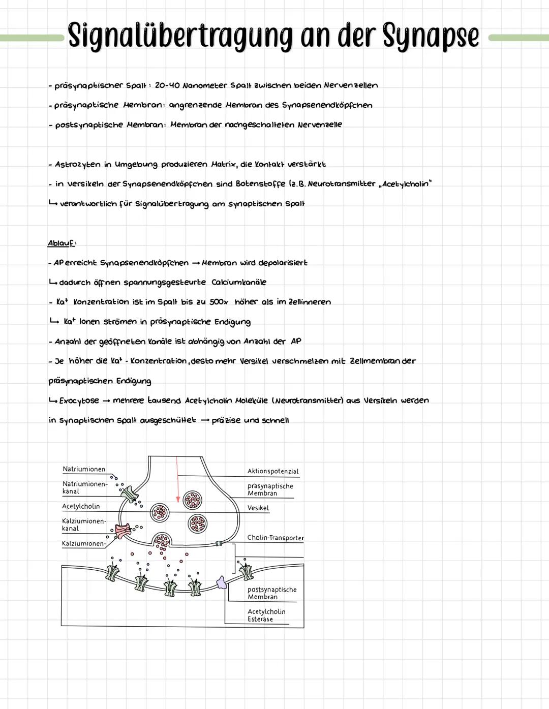 Die Signalübertragung an der Synapse