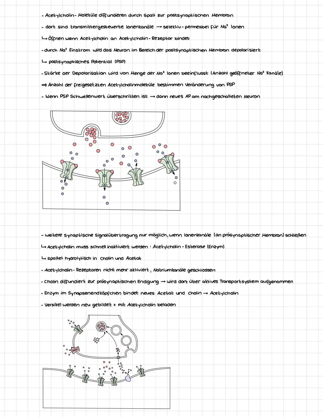 # Signalübertragung an der Synapse
- präsynaptischer Spalt: 20-40 Nanometer Spalt zwischen beiden Nervenzellen
- präsynaptische Membran: a