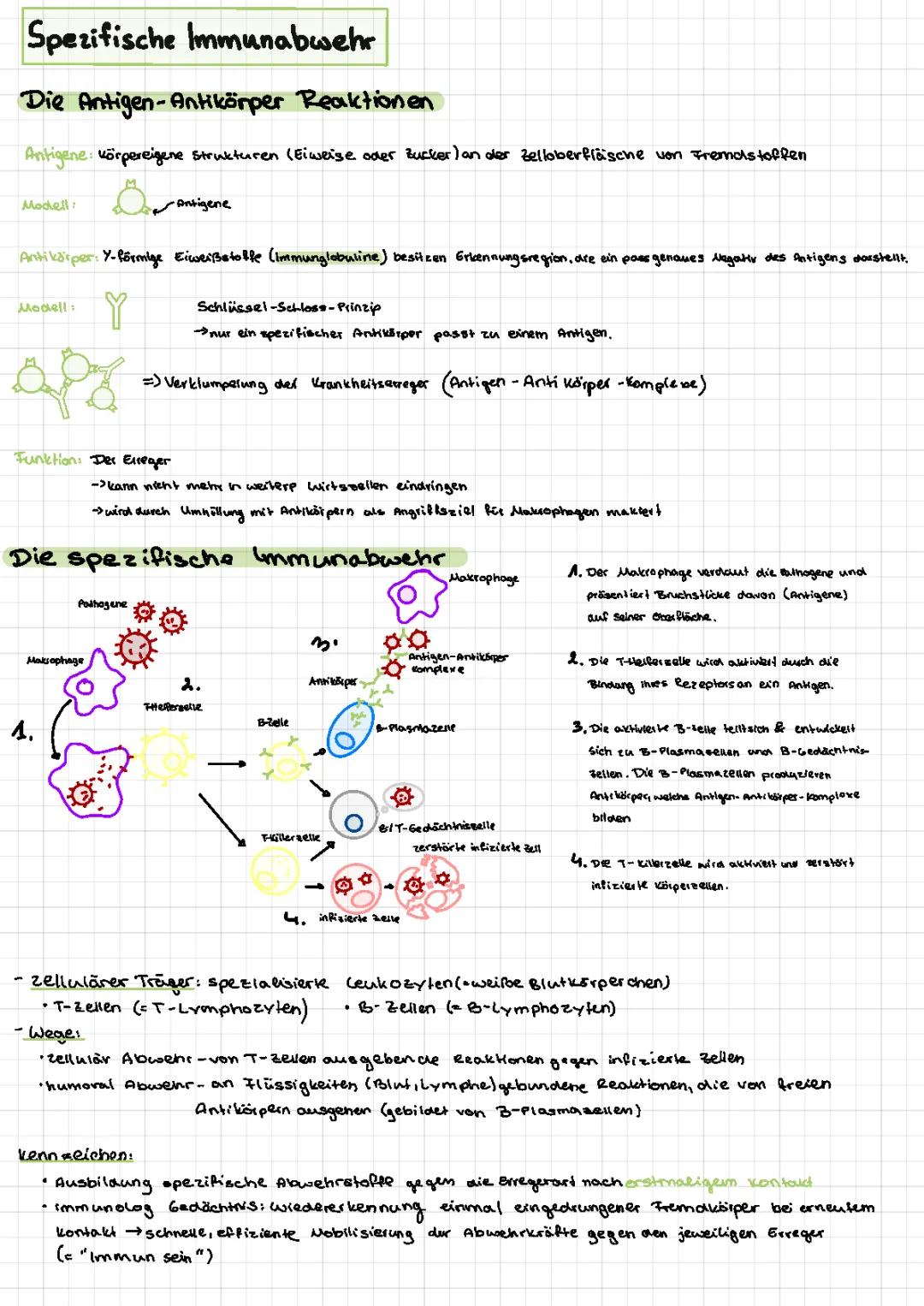 spezifische Immunabwehr