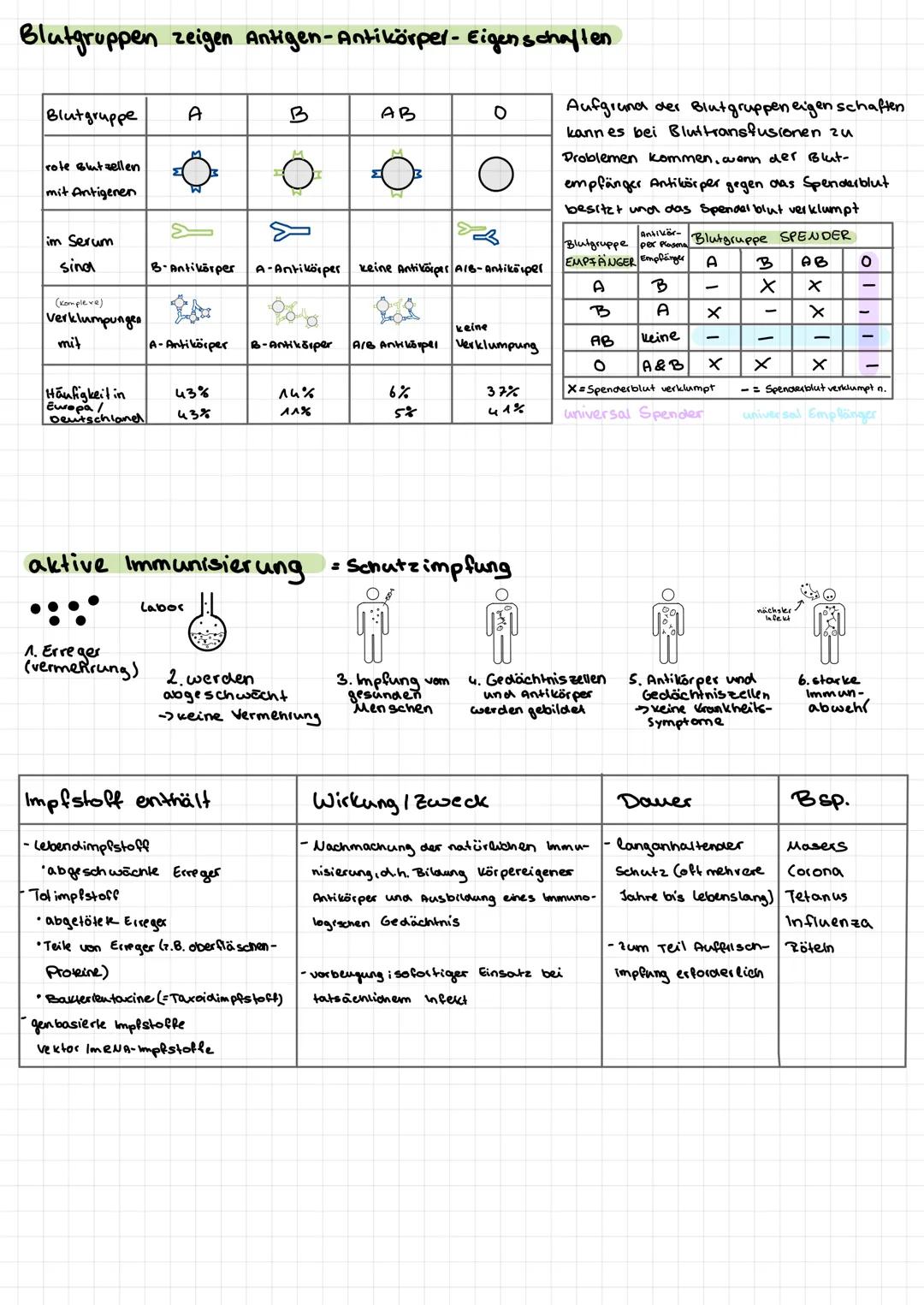 Spezifische Immunabwehr
Die Antigen-Antikörper
Reaktionen
Antigene: Körpereigene Strukturen (Eiweise oder Zucker) an der Zelloberfläsche von