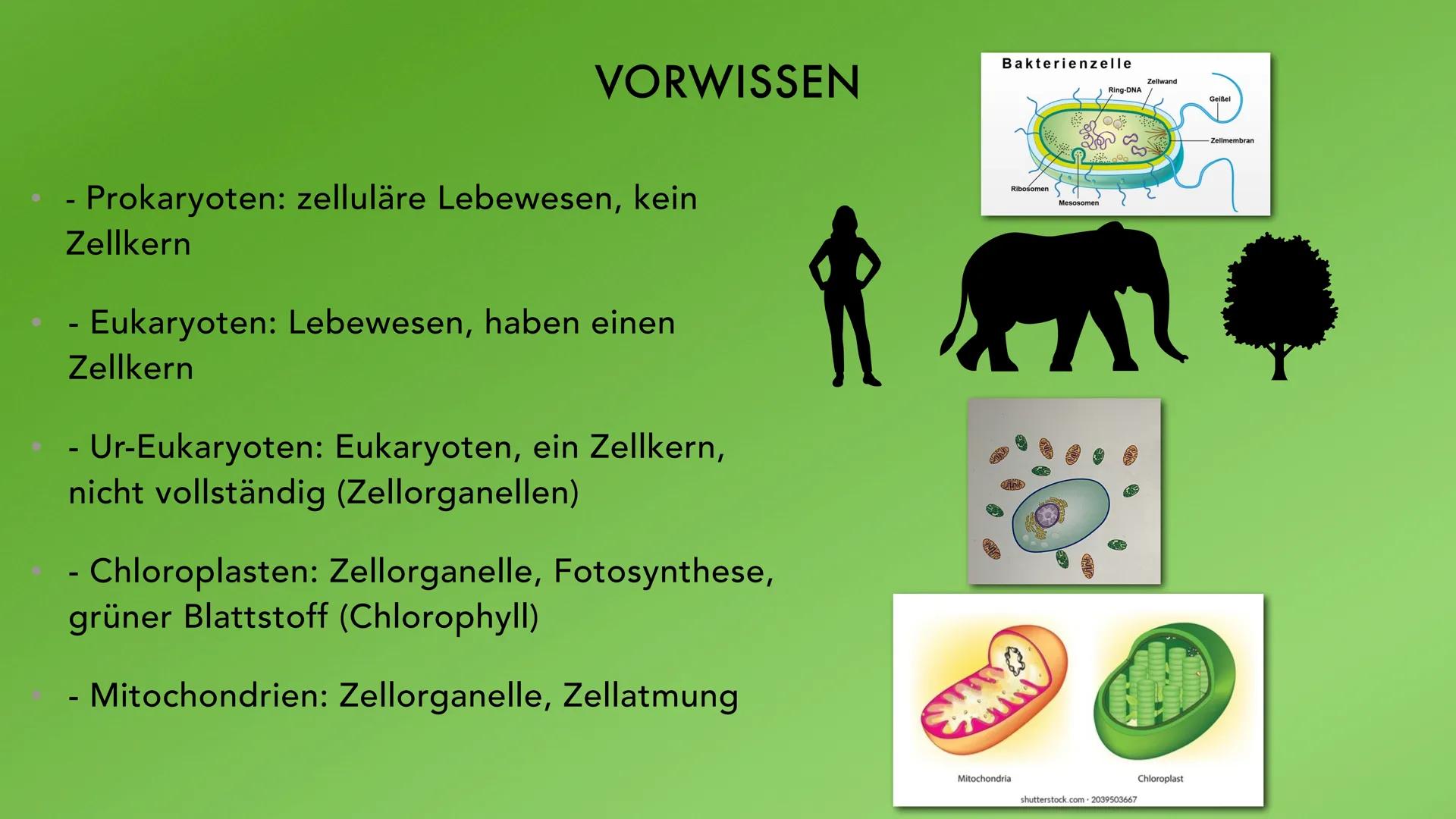 ENDOSYMBIONTENTHEORIE VORWISSEN
- Prokaryoten: zelluläre Lebewesen, kein
Zellkern
- Eukaryoten: Lebewesen, haben einen
Zellkern
-
Ur-Eukaryo