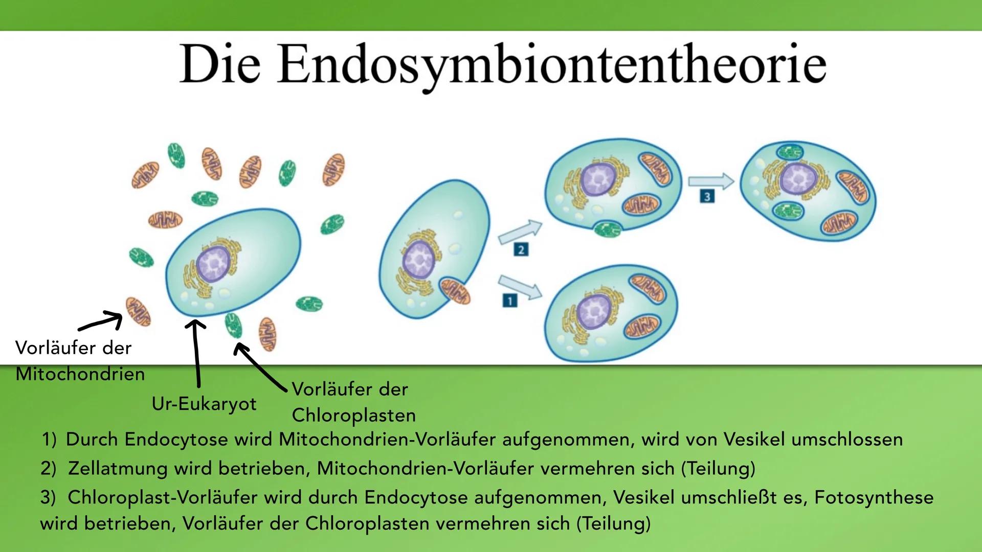 ENDOSYMBIONTENTHEORIE VORWISSEN
- Prokaryoten: zelluläre Lebewesen, kein
Zellkern
- Eukaryoten: Lebewesen, haben einen
Zellkern
-
Ur-Eukaryo