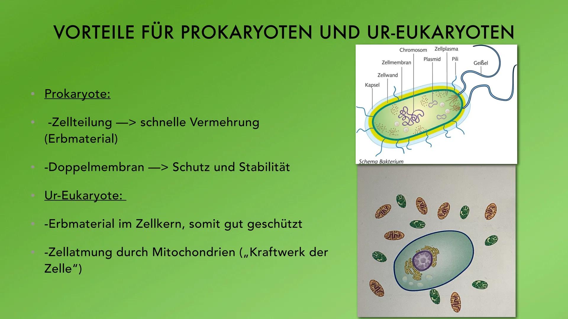 ENDOSYMBIONTENTHEORIE VORWISSEN
- Prokaryoten: zelluläre Lebewesen, kein
Zellkern
- Eukaryoten: Lebewesen, haben einen
Zellkern
-
Ur-Eukaryo