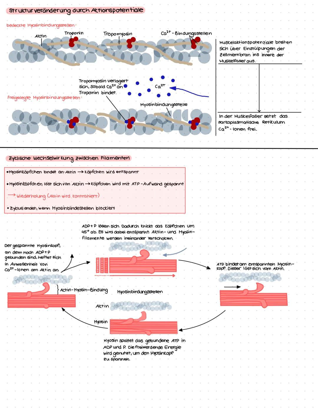 aas Kniegebent
Drenwinkelgelenk, erlaubt Beuge- und Streckbewegungen/Drehbewegungen nur im gebeugten Zustand
laterales
Seitenband
Aufbau-
•