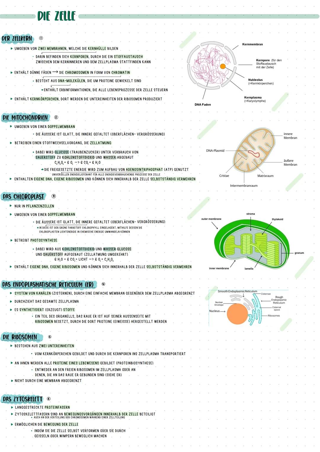 # DIE ZELLE
## DER ZELLKERN
* UMGEBEN VON ZWEI MEMBRANEN, WELCHE DIE KERNHÜLLE BILDEN
* DARIN BEFINDEN SICH KERNPOREN, DURCH DIE EIN