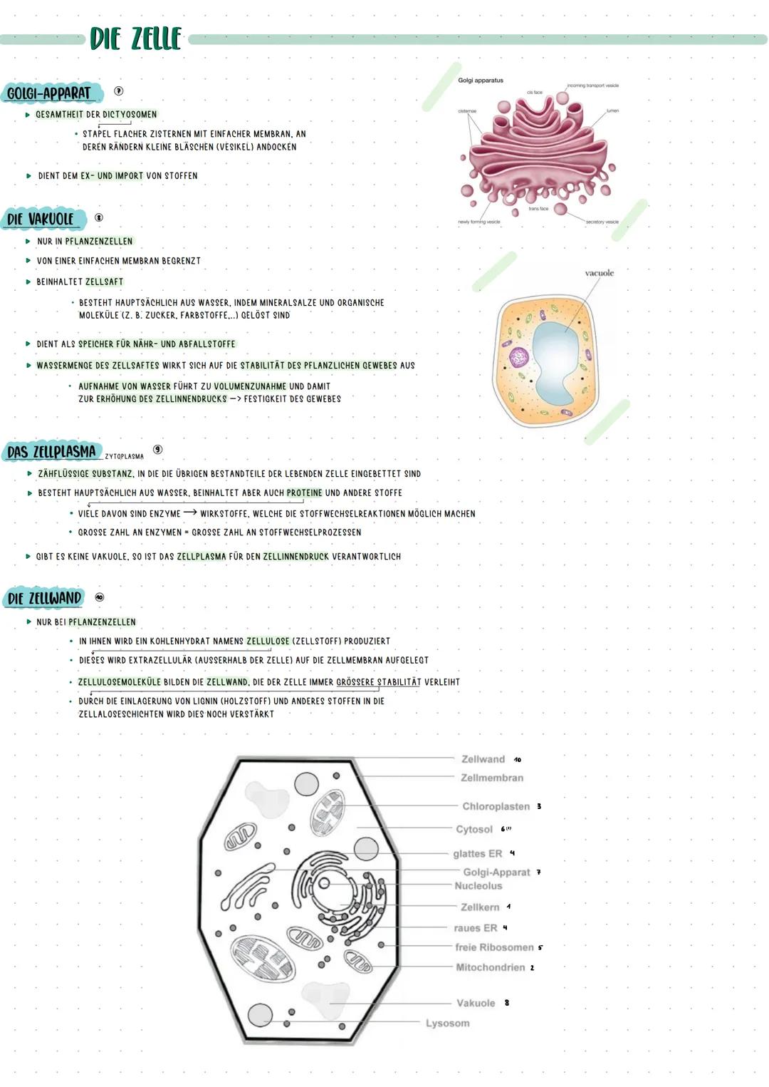 # DIE ZELLE
## DER ZELLKERN
* UMGEBEN VON ZWEI MEMBRANEN, WELCHE DIE KERNHÜLLE BILDEN
* DARIN BEFINDEN SICH KERNPOREN, DURCH DIE EIN