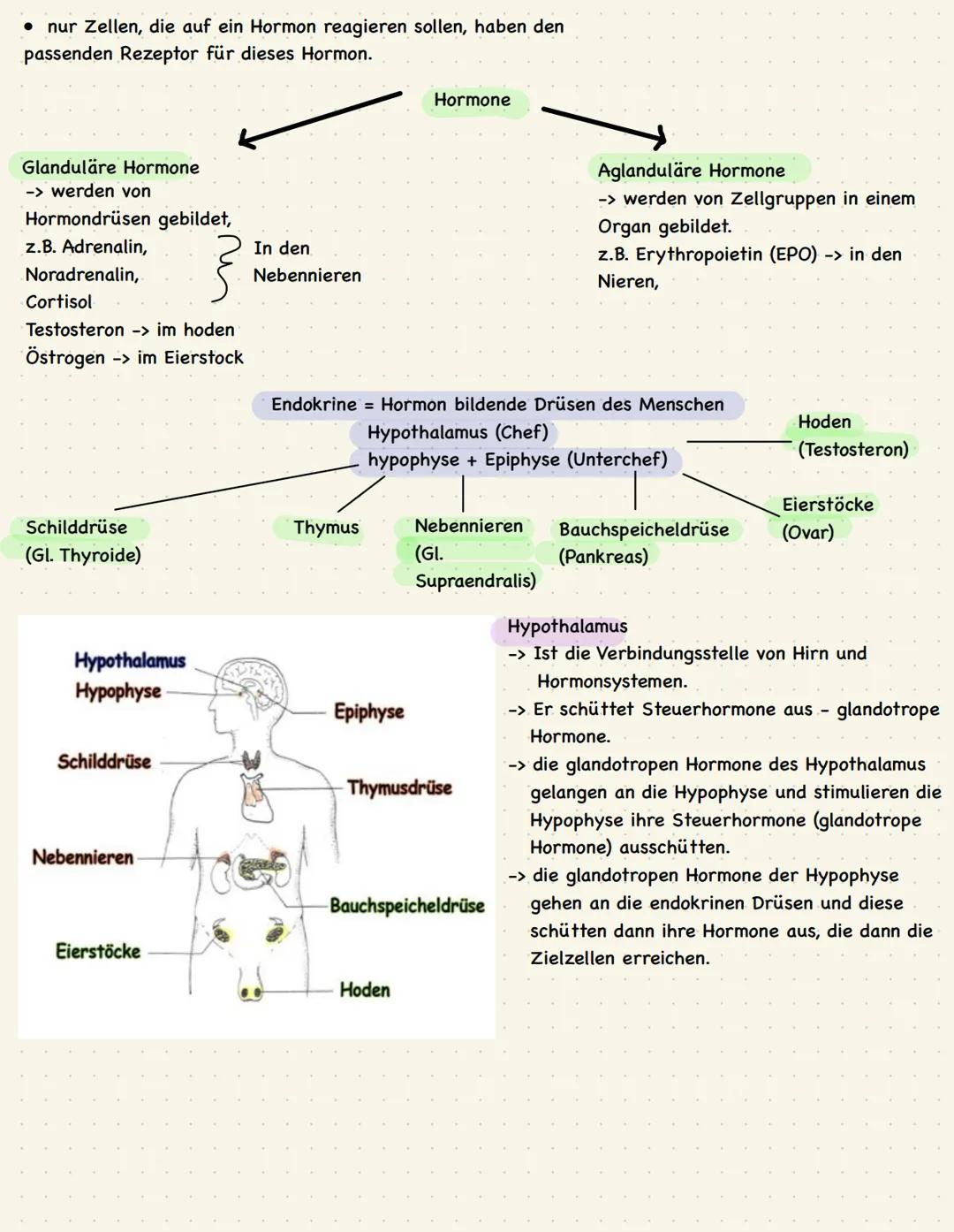 # Hormonsystem
Endokrin= Hormone
• Informationsaustausch im ganzen Körper,
• 3 wesentliche Mechanismen:
-> Nervensystem + Hirn
-> Gap junc