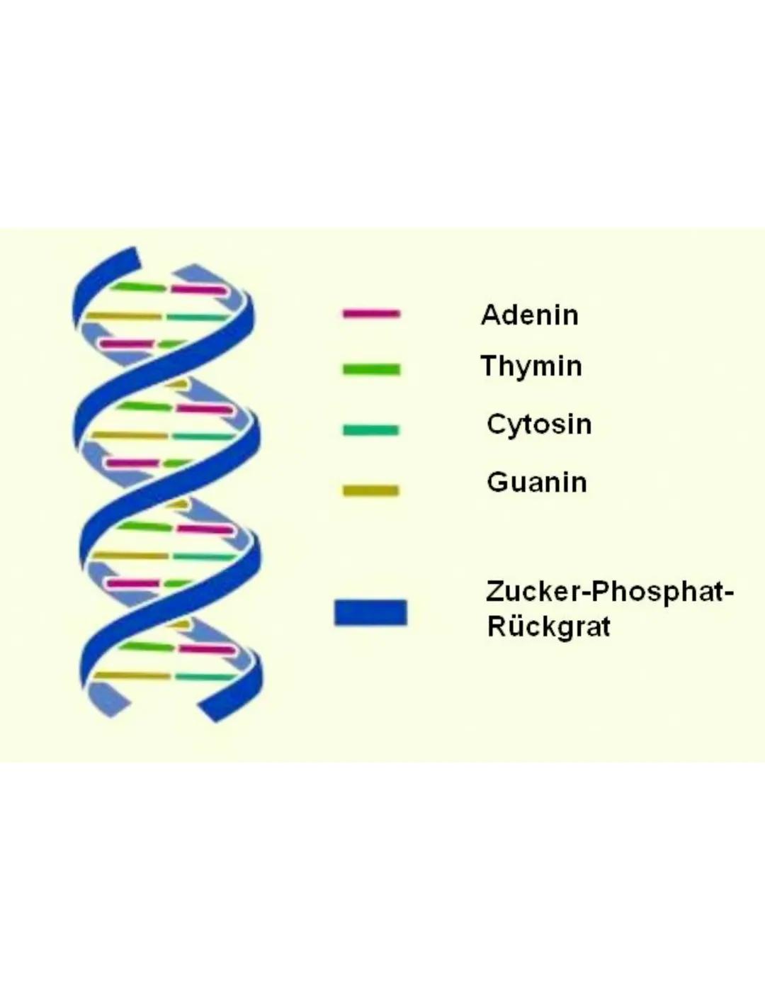 *DNA+
Aufbau:
Nucleotiden :
- Phosphatgruppe
- Zucker ex-molekül (Desoxyribose)
- Base: Guanin (G)
Thymin (T)
Adenin (A)
Cytosin (C)
*Die