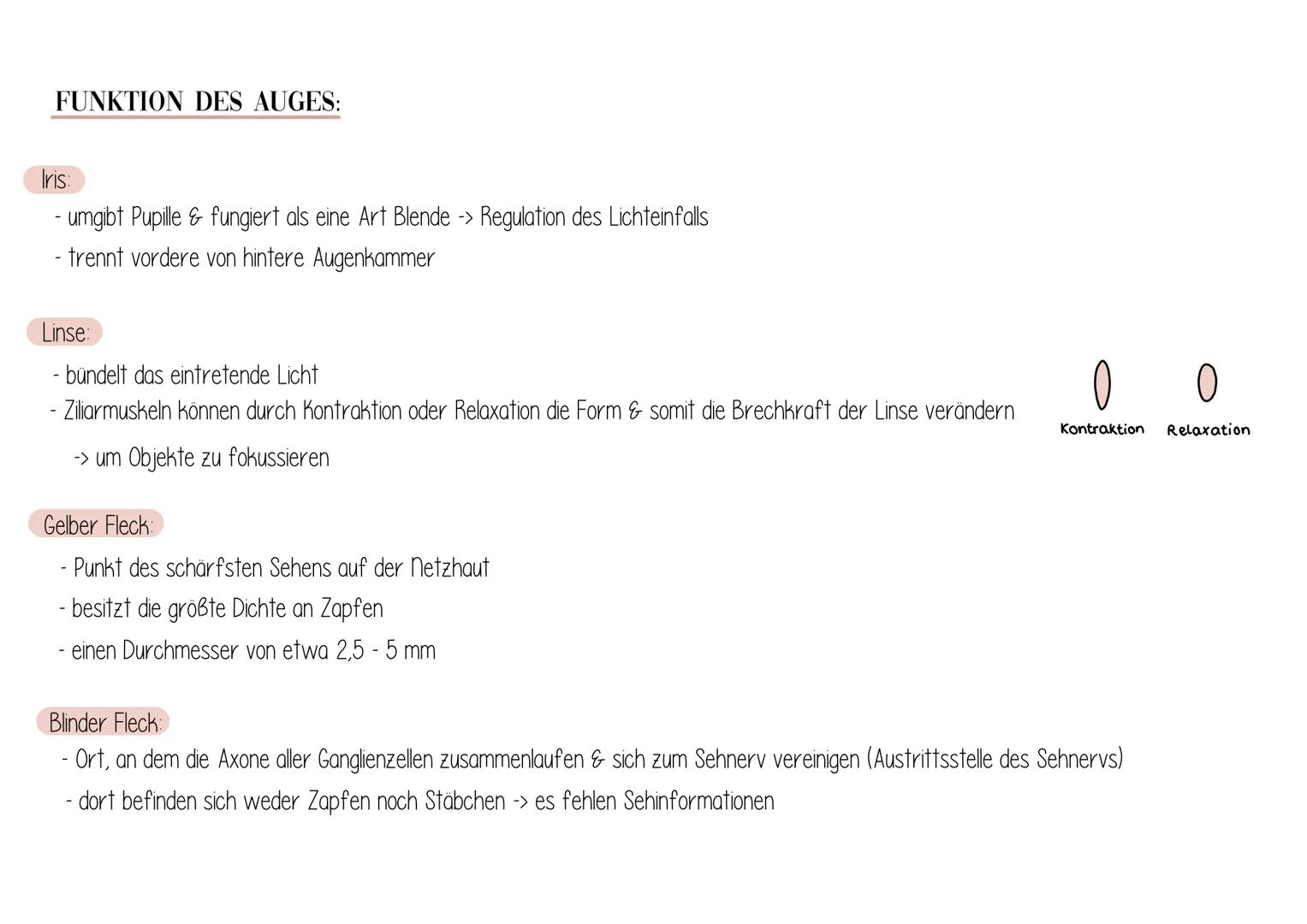 Day Auge
AUFBAU:
Linsenbänder
(Zanulafasern)
Linse
vordere
Augenkammer
Pupille
4-64 mm ²
Kornea
(Hornhaut)
Iris
hintere
Augenkammer
Ringmusk