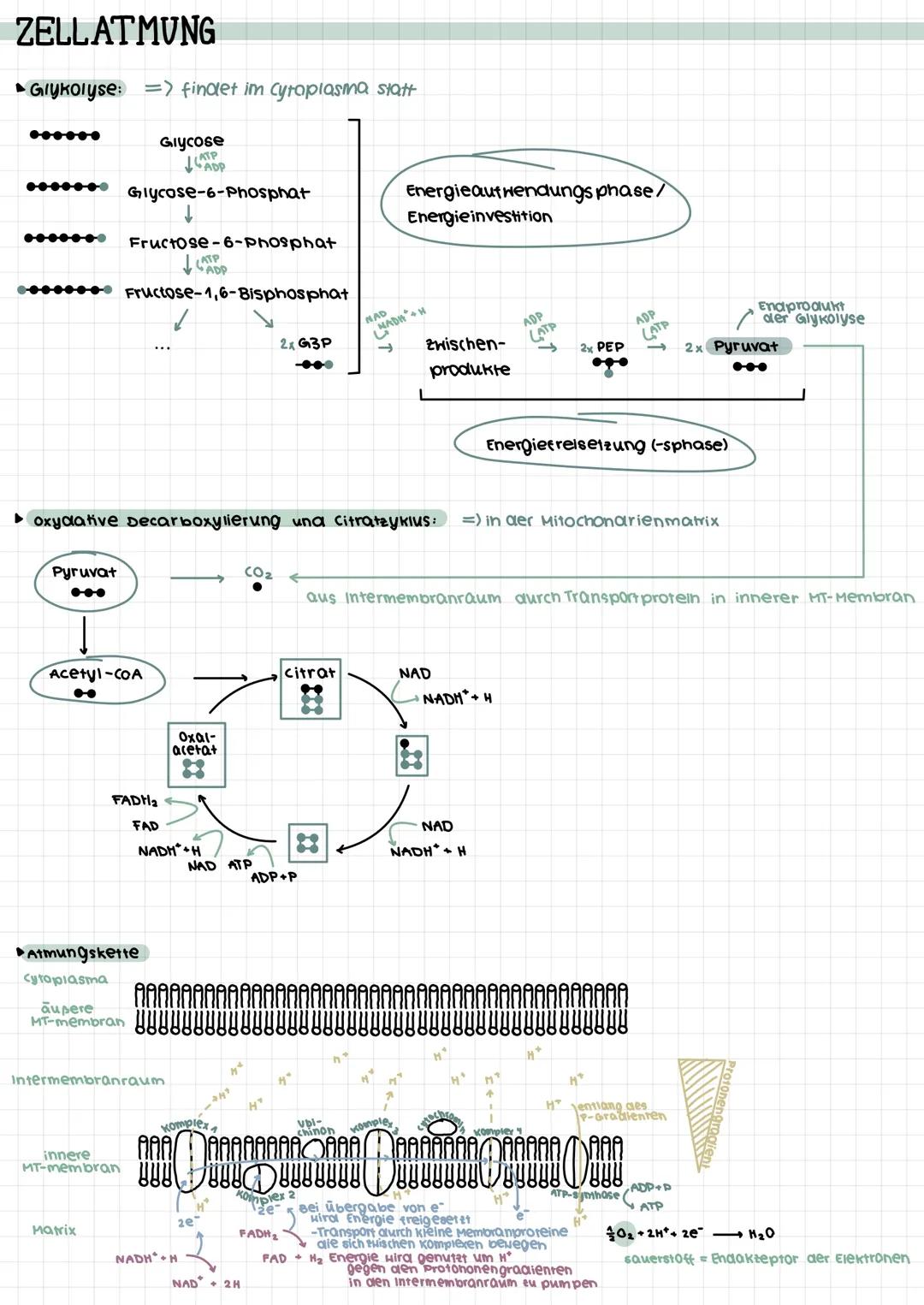 ZELLATMUNG
►Glykolyse: => findet im Cytoplasma statt
***
Glycose
ATP
●●●●●●● Glycose-6-Phosphat
●●●●●●●
❤❤❤❤❤❤❤❤ Fructose-1,6-Bisphosphat
Py