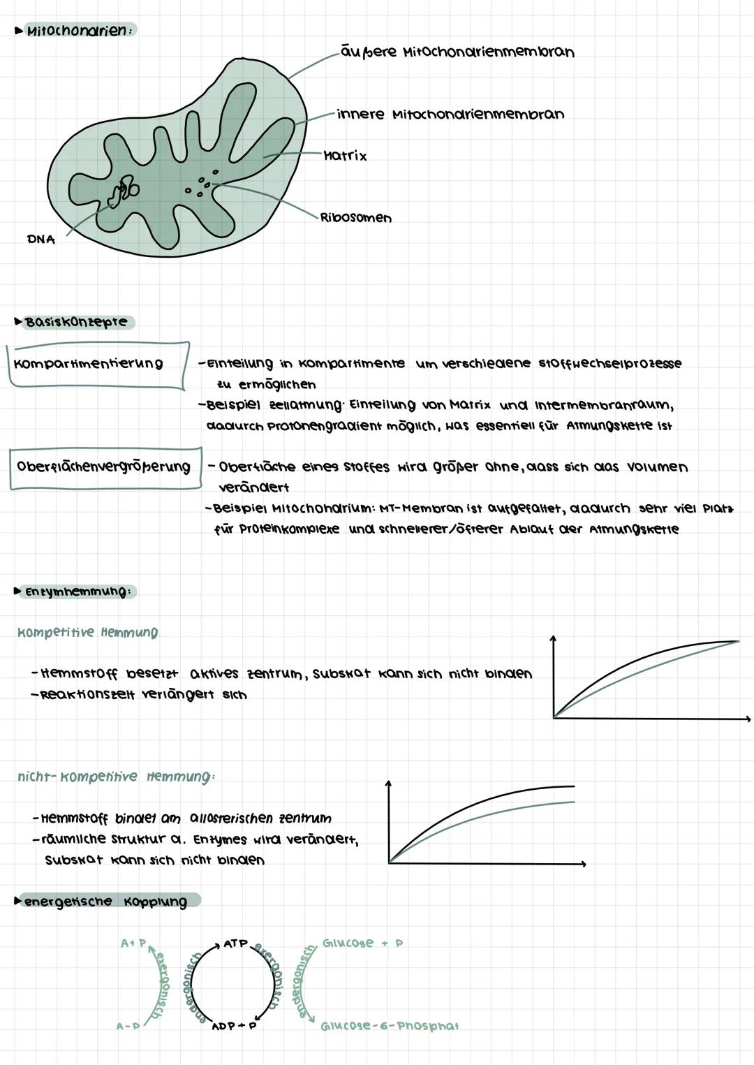 ZELLATMUNG
►Glykolyse: => findet im Cytoplasma statt
***
Glycose
ATP
●●●●●●● Glycose-6-Phosphat
●●●●●●●
❤❤❤❤❤❤❤❤ Fructose-1,6-Bisphosphat
Py