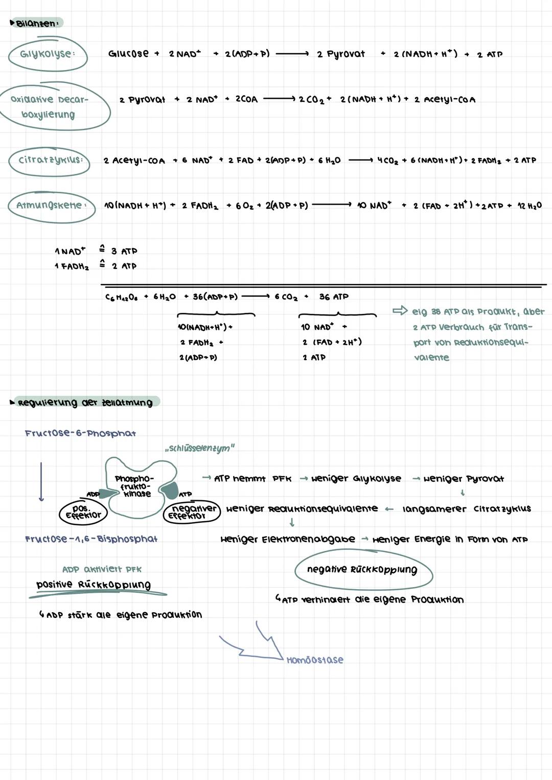 ZELLATMUNG
►Glykolyse: => findet im Cytoplasma statt
***
Glycose
ATP
●●●●●●● Glycose-6-Phosphat
●●●●●●●
❤❤❤❤❤❤❤❤ Fructose-1,6-Bisphosphat
Py