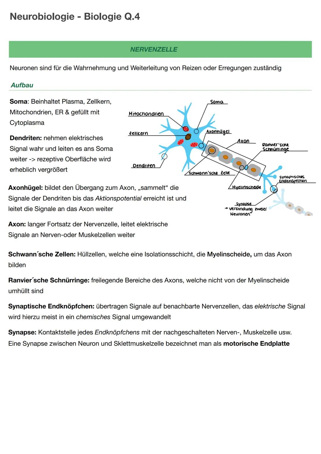 Neurobiologie - Biologie Q.4
Neuronen sind für die Wahrnehmung und Weiterleitung von Reizen oder Erregungen zuständig
Aufbau
Soma: Beinhalte