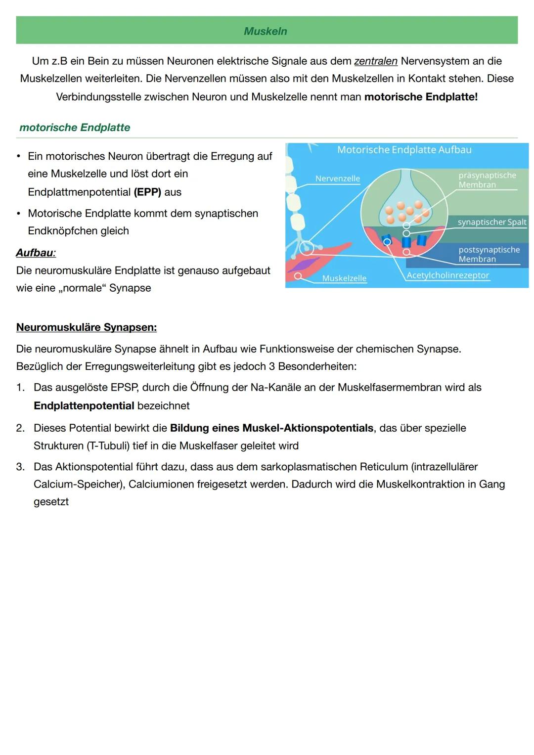 Neurobiologie - Biologie Q.4
Neuronen sind für die Wahrnehmung und Weiterleitung von Reizen oder Erregungen zuständig
Aufbau
Soma: Beinhalte