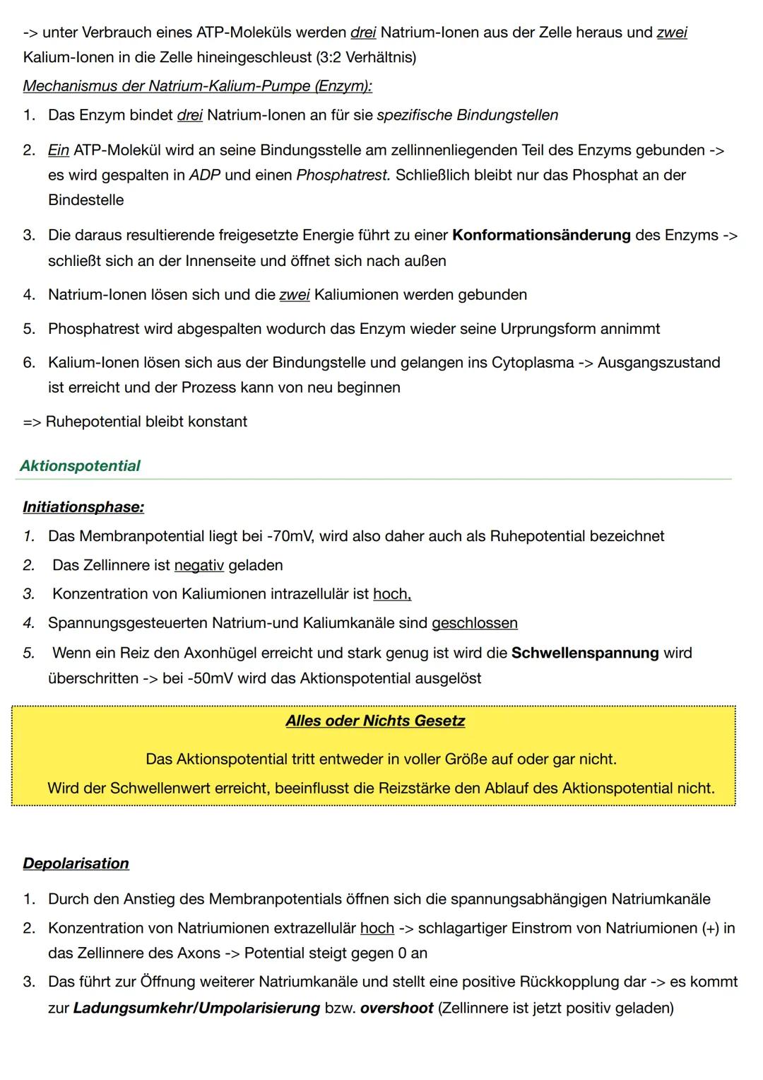 Neurobiologie - Biologie Q.4
Neuronen sind für die Wahrnehmung und Weiterleitung von Reizen oder Erregungen zuständig
Aufbau
Soma: Beinhalte
