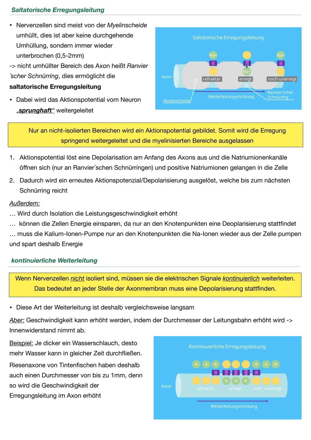 Neurobiologie - Biologie Q.4
Neuronen sind für die Wahrnehmung und Weiterleitung von Reizen oder Erregungen zuständig
Aufbau
Soma: Beinhalte