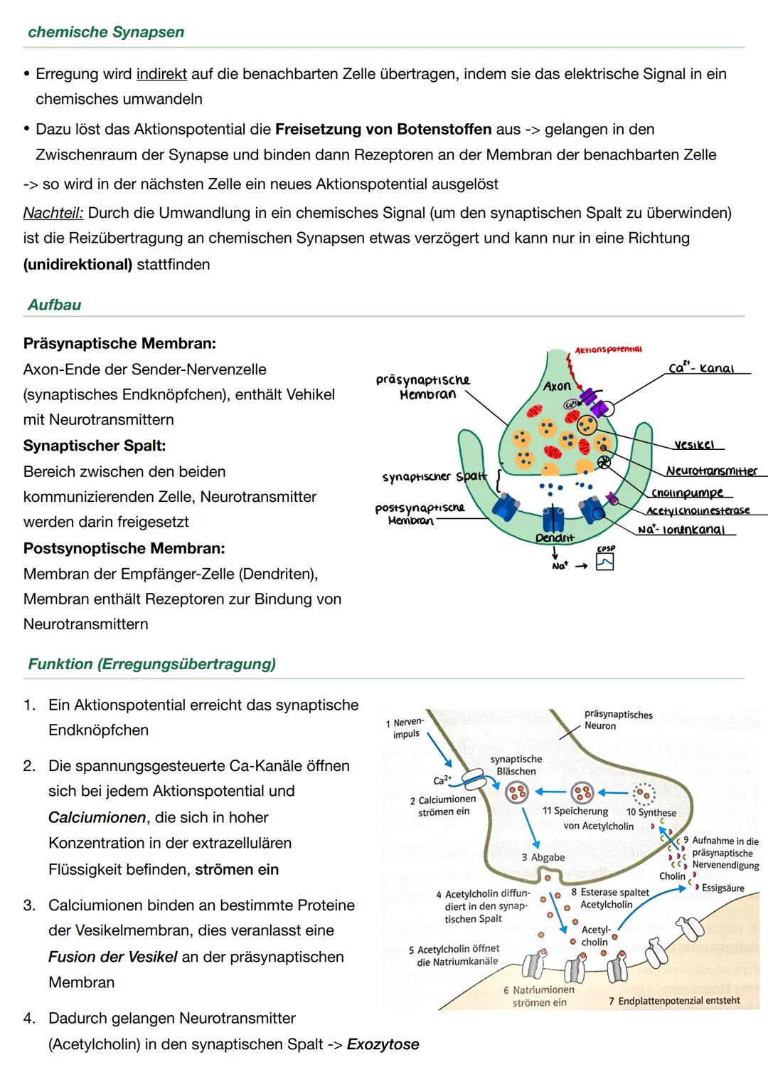 Neurobiologie - Biologie Q.4
Neuronen sind für die Wahrnehmung und Weiterleitung von Reizen oder Erregungen zuständig
Aufbau
Soma: Beinhalte