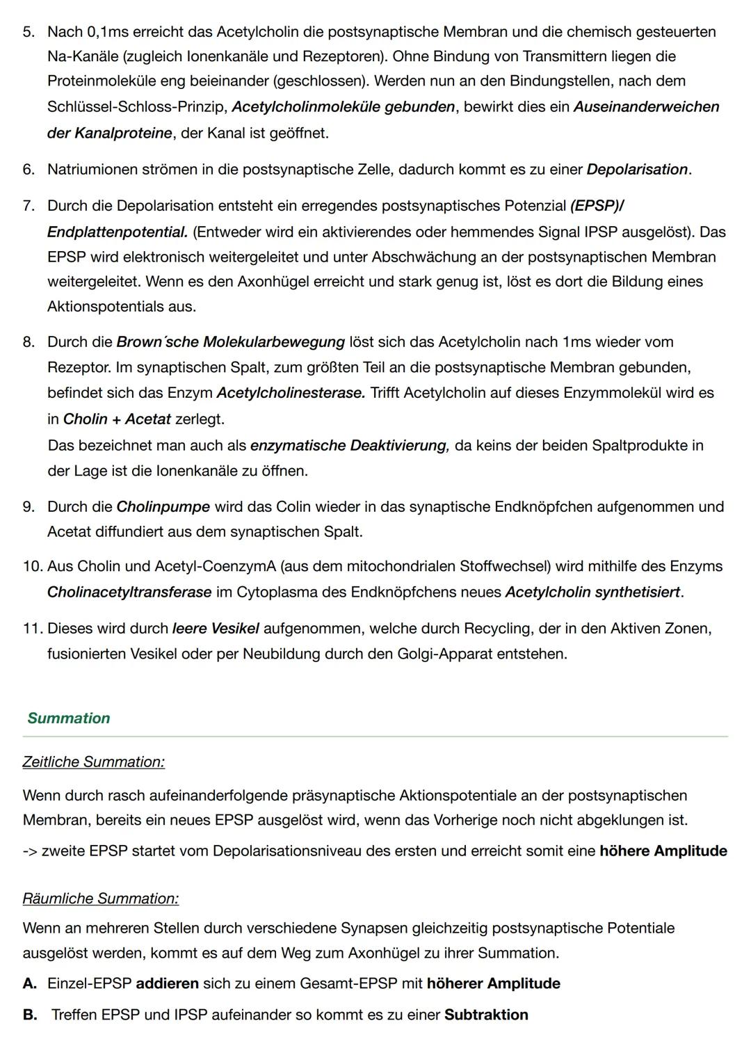 Neurobiologie - Biologie Q.4
Neuronen sind für die Wahrnehmung und Weiterleitung von Reizen oder Erregungen zuständig
Aufbau
Soma: Beinhalte