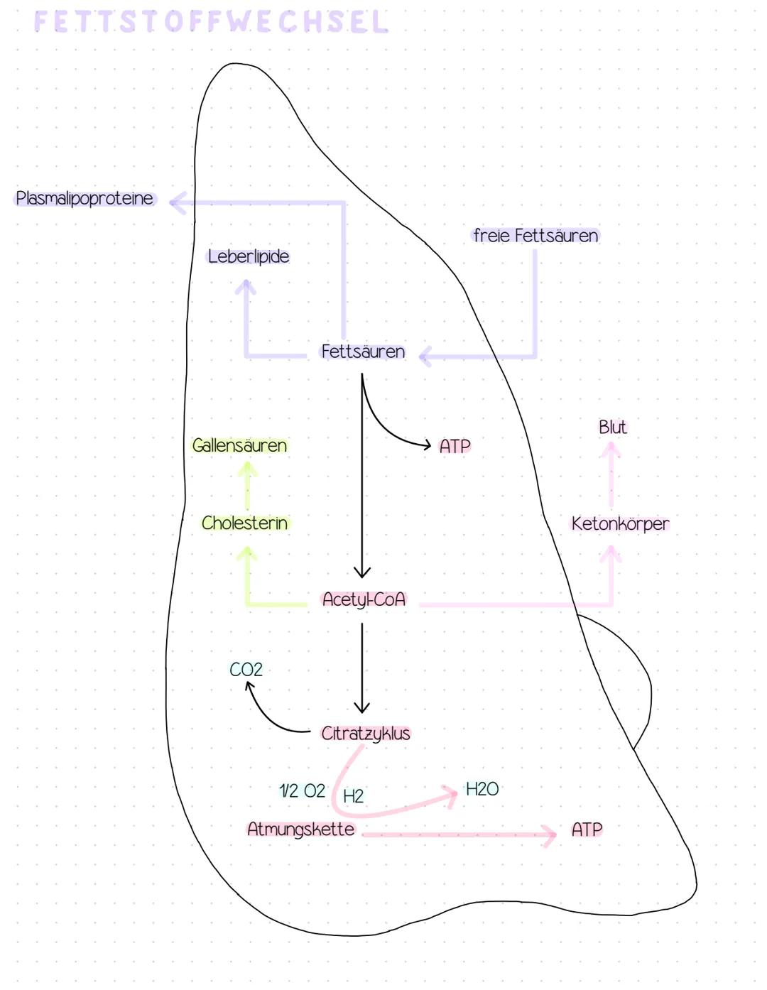# FETTSTOFFWECHSEL
Plasmalipoproteine
Leberlipide
Gallensäuren
Cholesterin
CO2
Fettsäuren
Acetyl-CoA
freie Fettsäuren
Blut
ATP
Ke