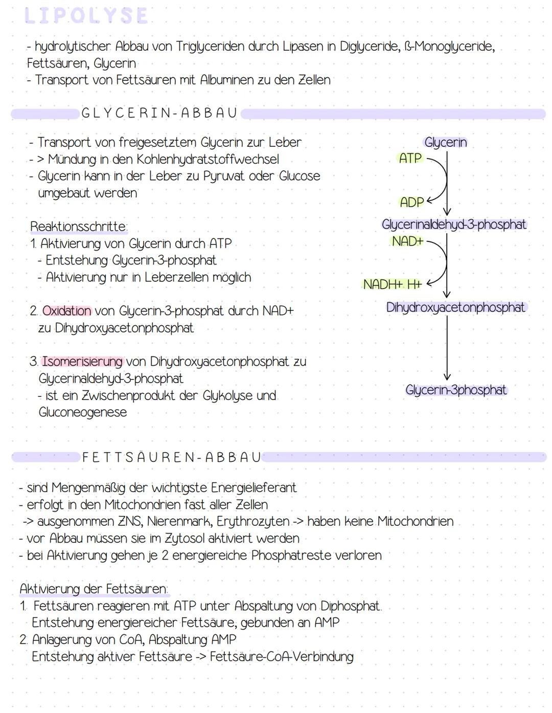 # FETTSTOFFWECHSEL
Plasmalipoproteine
Leberlipide
Gallensäuren
Cholesterin
CO2
Fettsäuren
Acetyl-CoA
freie Fettsäuren
Blut
ATP
Ke