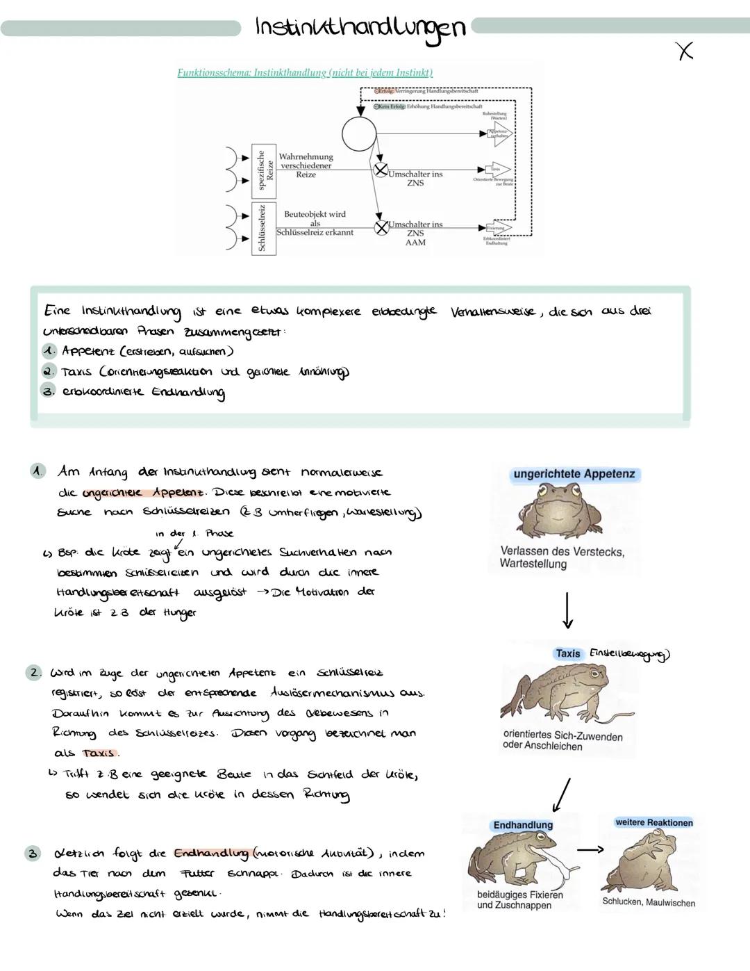 # Instinkthandlungen
Funktionsschema: Instinkthandlung (nicht bei jedem Instinkt)
Schlüsselreiz
spezifische
Reize
Wahrnehmung
verschiedene