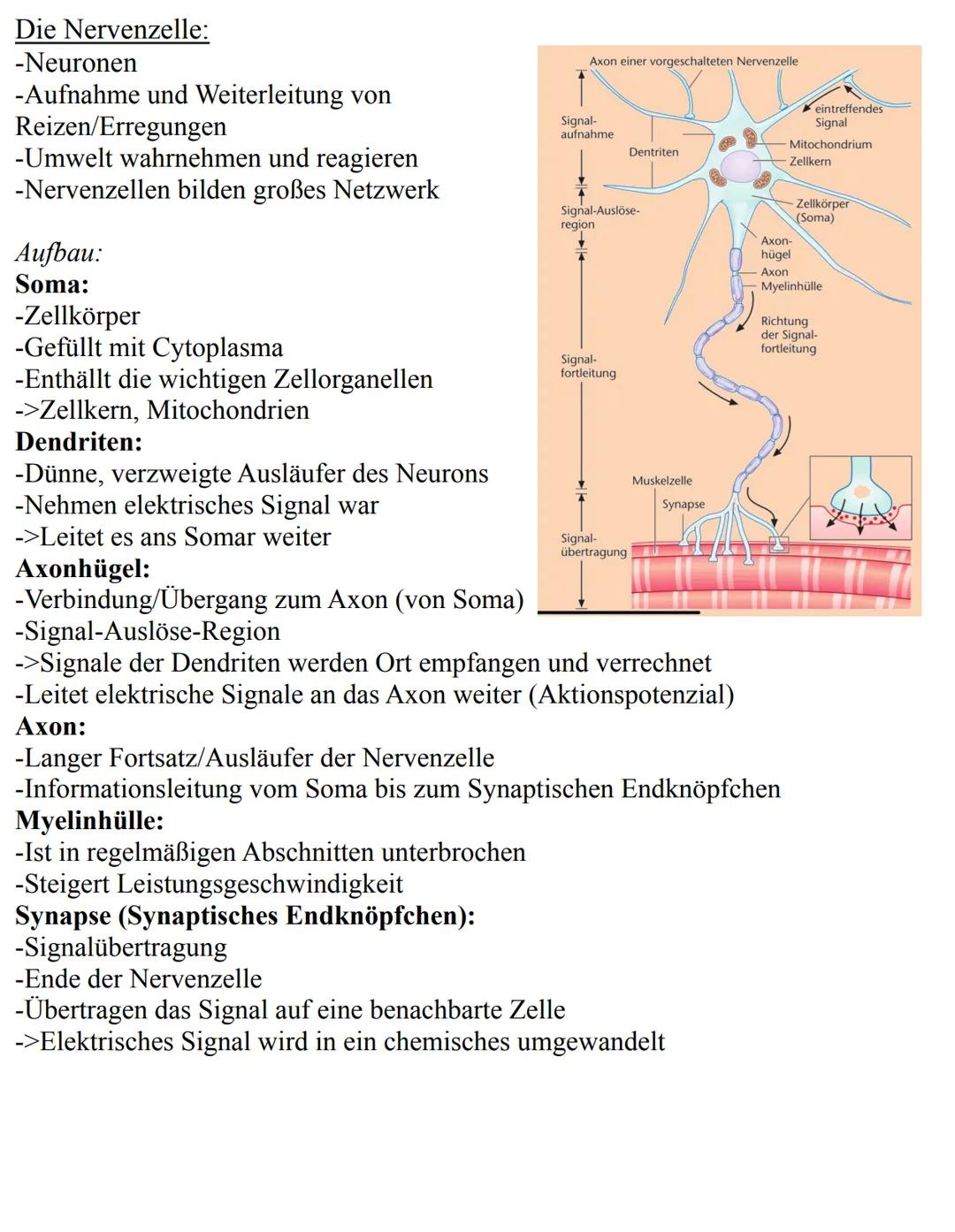Neurophysiologie Lernzettel
Unterthemen:
-Nervenzellen
-Membranpotenzial
-Aktionspotenzial
-Ruhepotenzial
-Die Synapse
-Synapsengifte
-Erre