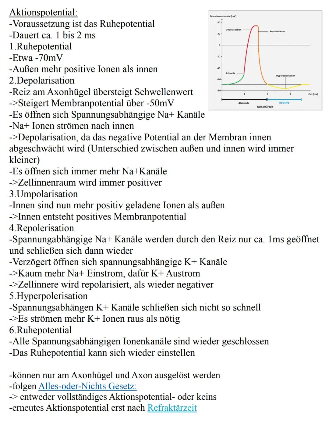 Neurophysiologie Lernzettel
Unterthemen:
-Nervenzellen
-Membranpotenzial
-Aktionspotenzial
-Ruhepotenzial
-Die Synapse
-Synapsengifte
-Erre