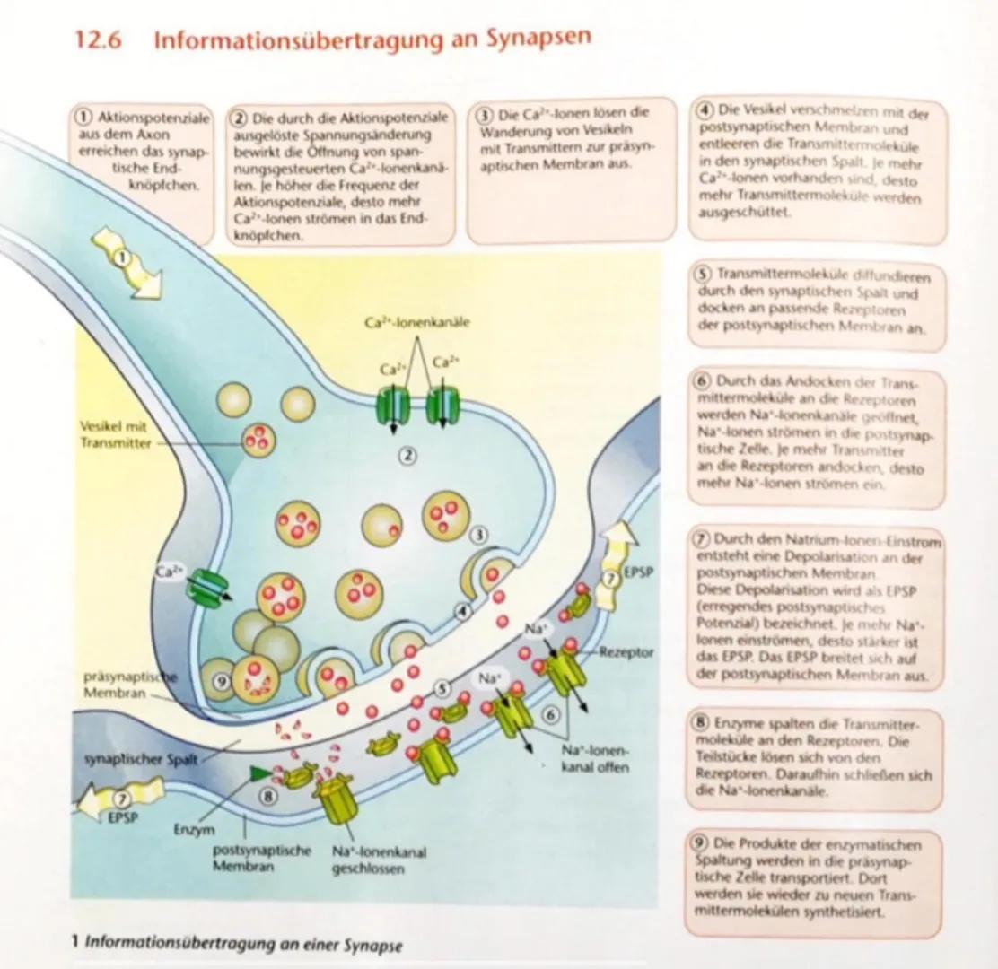 Neurophysiologie Lernzettel
Unterthemen:
-Nervenzellen
-Membranpotenzial
-Aktionspotenzial
-Ruhepotenzial
-Die Synapse
-Synapsengifte
-Erre