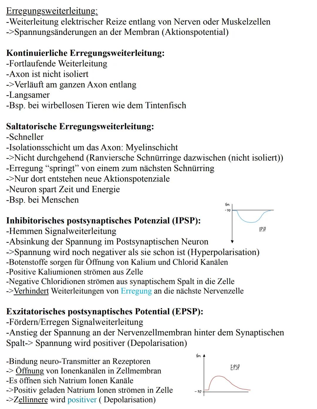 Neurophysiologie Lernzettel
Unterthemen:
-Nervenzellen
-Membranpotenzial
-Aktionspotenzial
-Ruhepotenzial
-Die Synapse
-Synapsengifte
-Erre