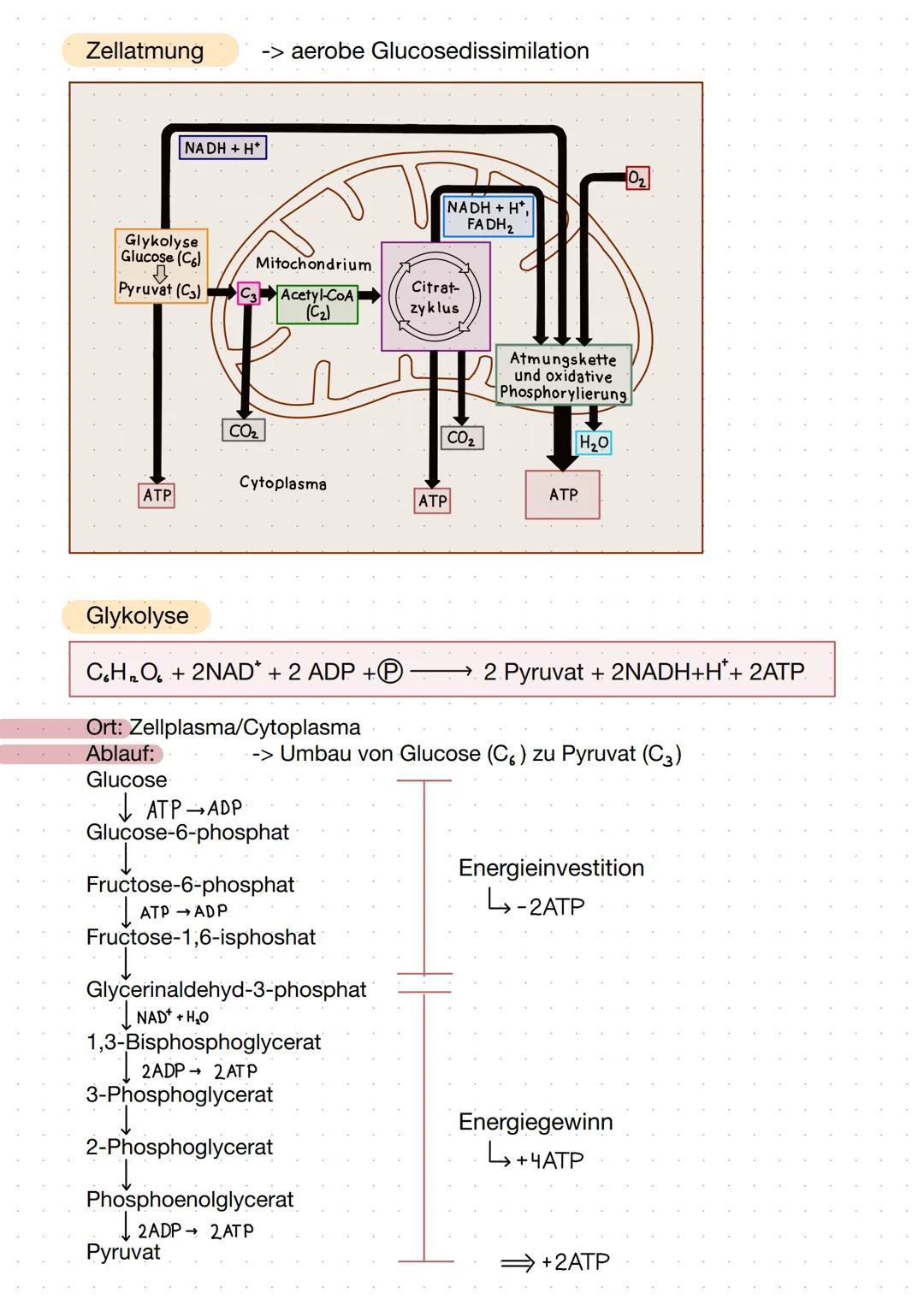Zellatmung Mitochondrium
mtDNA
äußere Membran
pea
Intermembranraum
Die Zellatmung - Stoffabbau
C6H₁2O6 + 60₂ → 6CO₂ + 6H₂O
Matrix
-Ribosomen