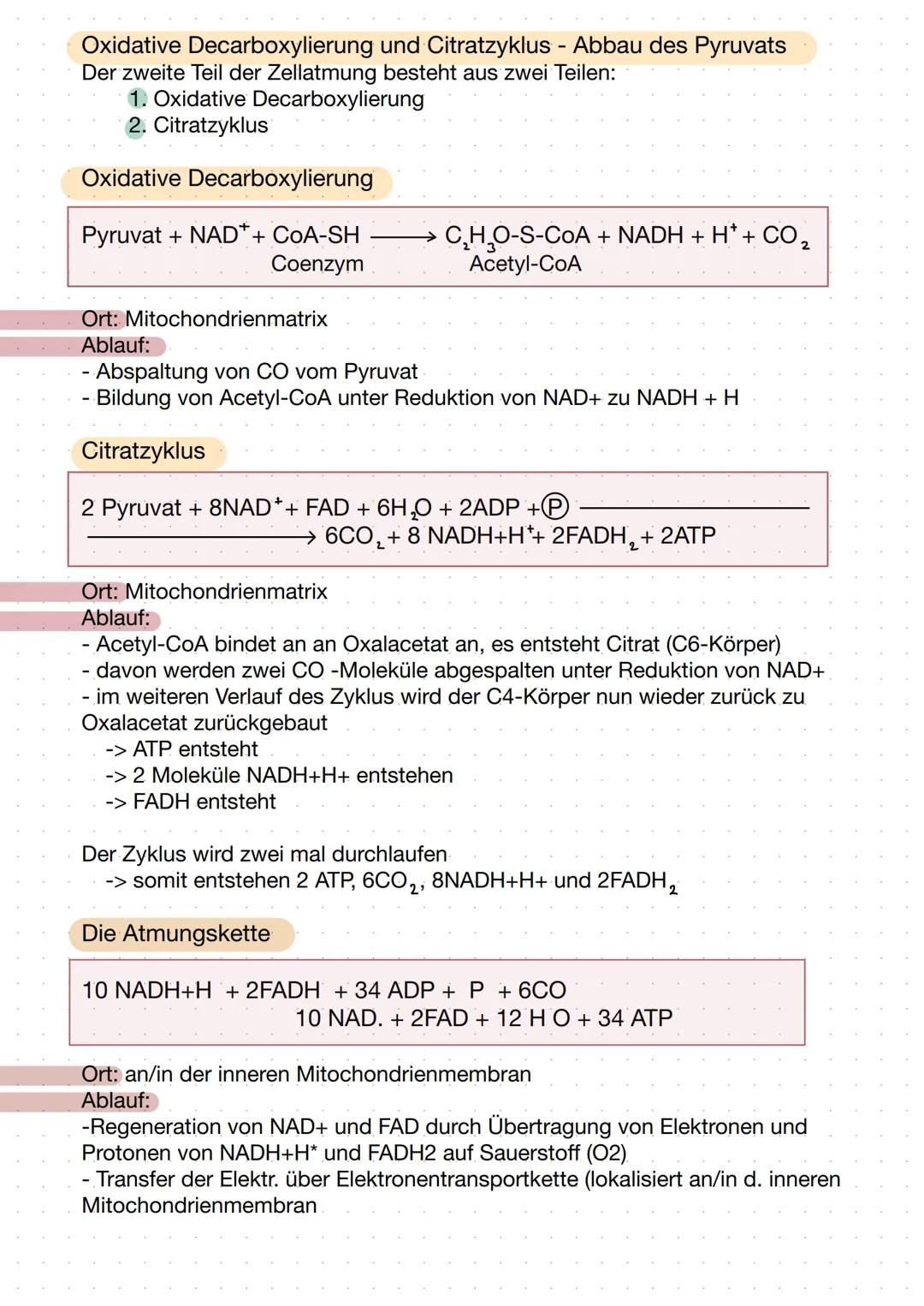 Zellatmung Mitochondrium
mtDNA
äußere Membran
pea
Intermembranraum
Die Zellatmung - Stoffabbau
C6H₁2O6 + 60₂ → 6CO₂ + 6H₂O
Matrix
-Ribosomen