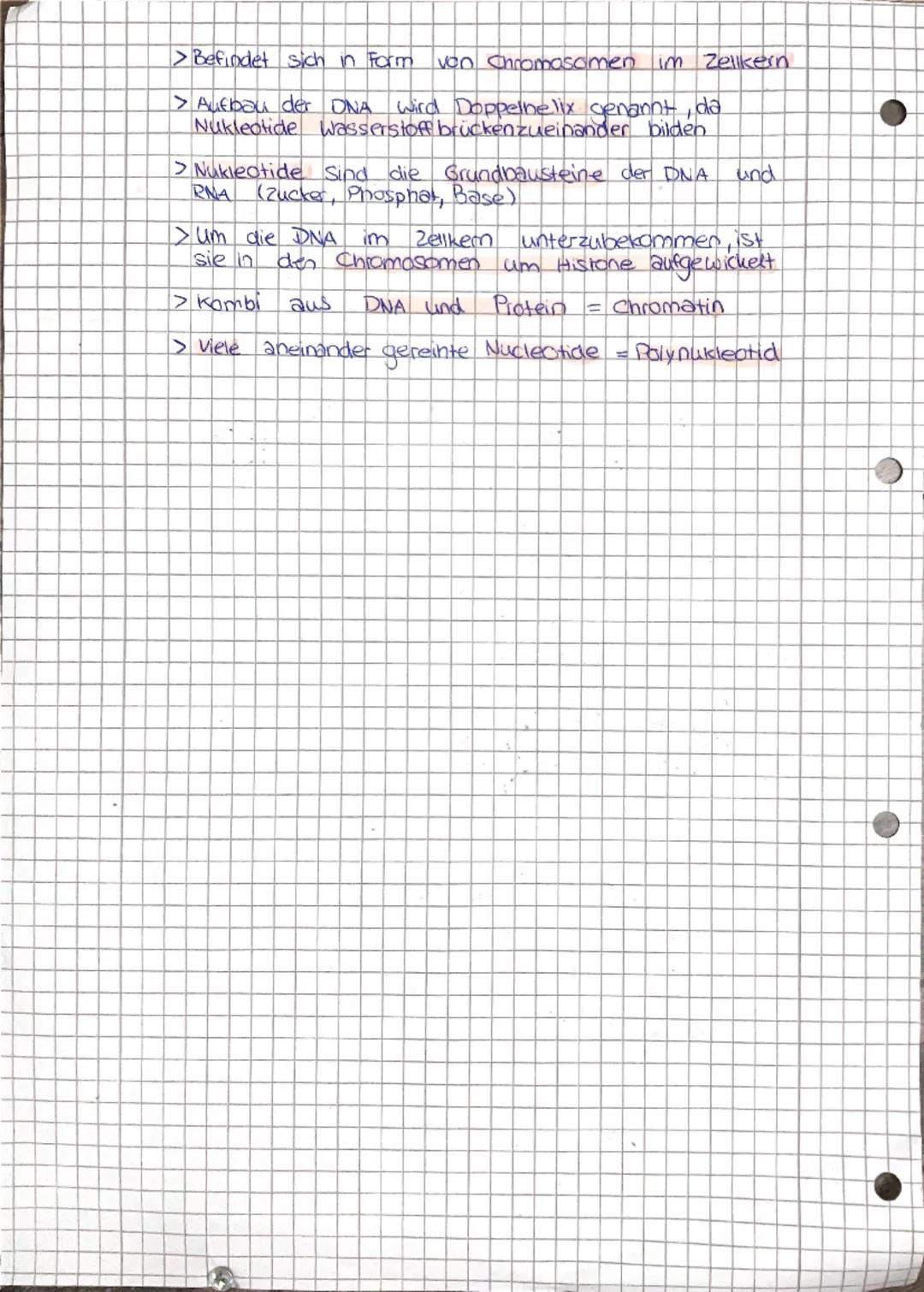 # Autbau der DNA
> DNA besteht aus Prospinat, Desoxiribose (Zucker)
und Basen
Phosphat (P)
O
||
O-P-O
|
O
5
HO-CH
Desoxiribose (۵)
O
OH
C