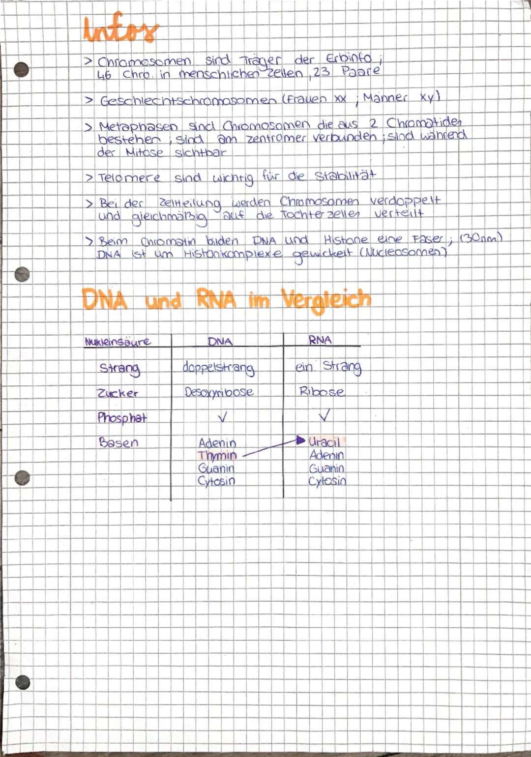 # Autbau der DNA
> DNA besteht aus Prospinat, Desoxiribose (Zucker)
und Basen
Phosphat (P)
O
||
O-P-O
|
O
5
HO-CH
Desoxiribose (۵)
O
OH
C