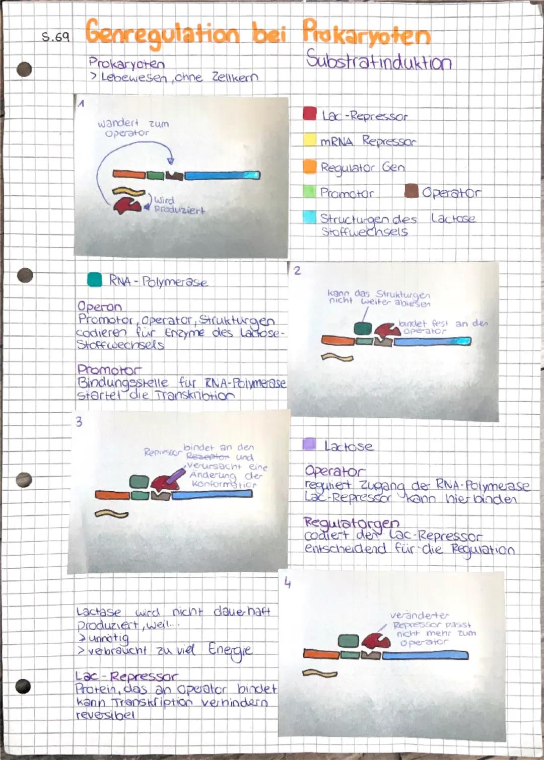 # Autbau der DNA
> DNA besteht aus Prospinat, Desoxiribose (Zucker)
und Basen
Phosphat (P)
O
||
O-P-O
|
O
5
HO-CH
Desoxiribose (۵)
O
OH
C