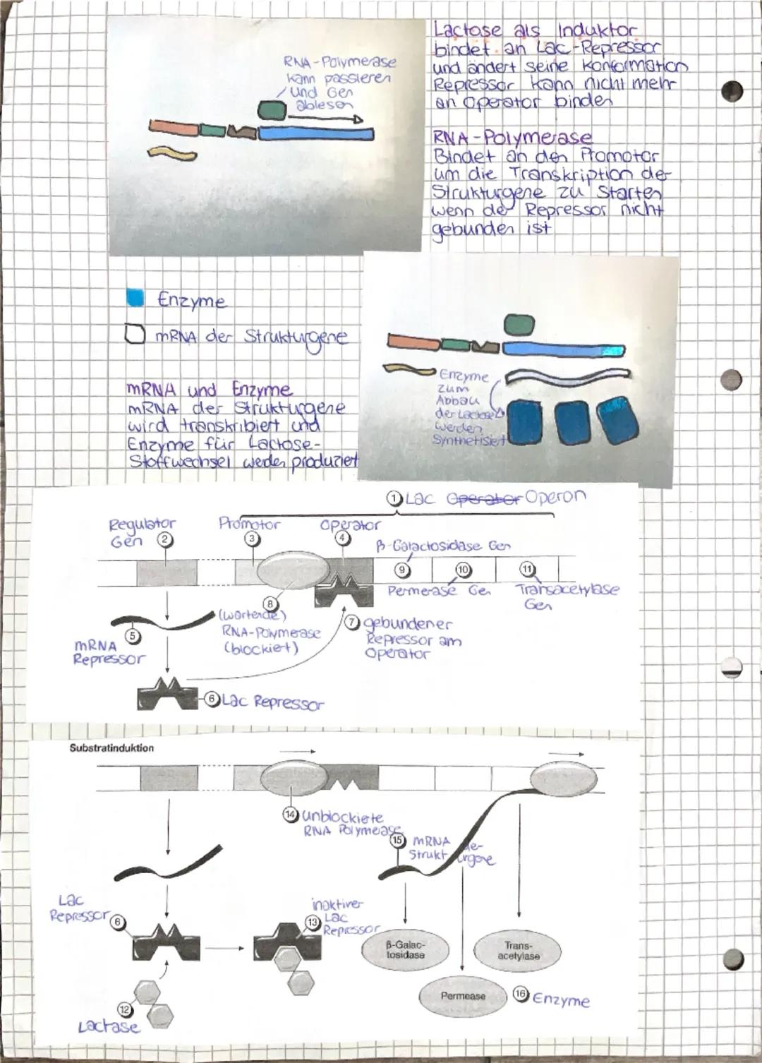# Autbau der DNA
> DNA besteht aus Prospinat, Desoxiribose (Zucker)
und Basen
Phosphat (P)
O
||
O-P-O
|
O
5
HO-CH
Desoxiribose (۵)
O
OH
C