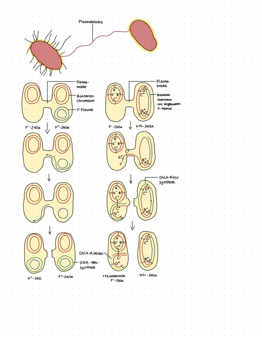 9
e
NETIGER
Bakterienzelle
Zellwand
Zellmembran
Cytoplasma
Plasmid
Genetische Rekombination
-Pilus
Ribosom
Bakterienchromosom
- Konjugation