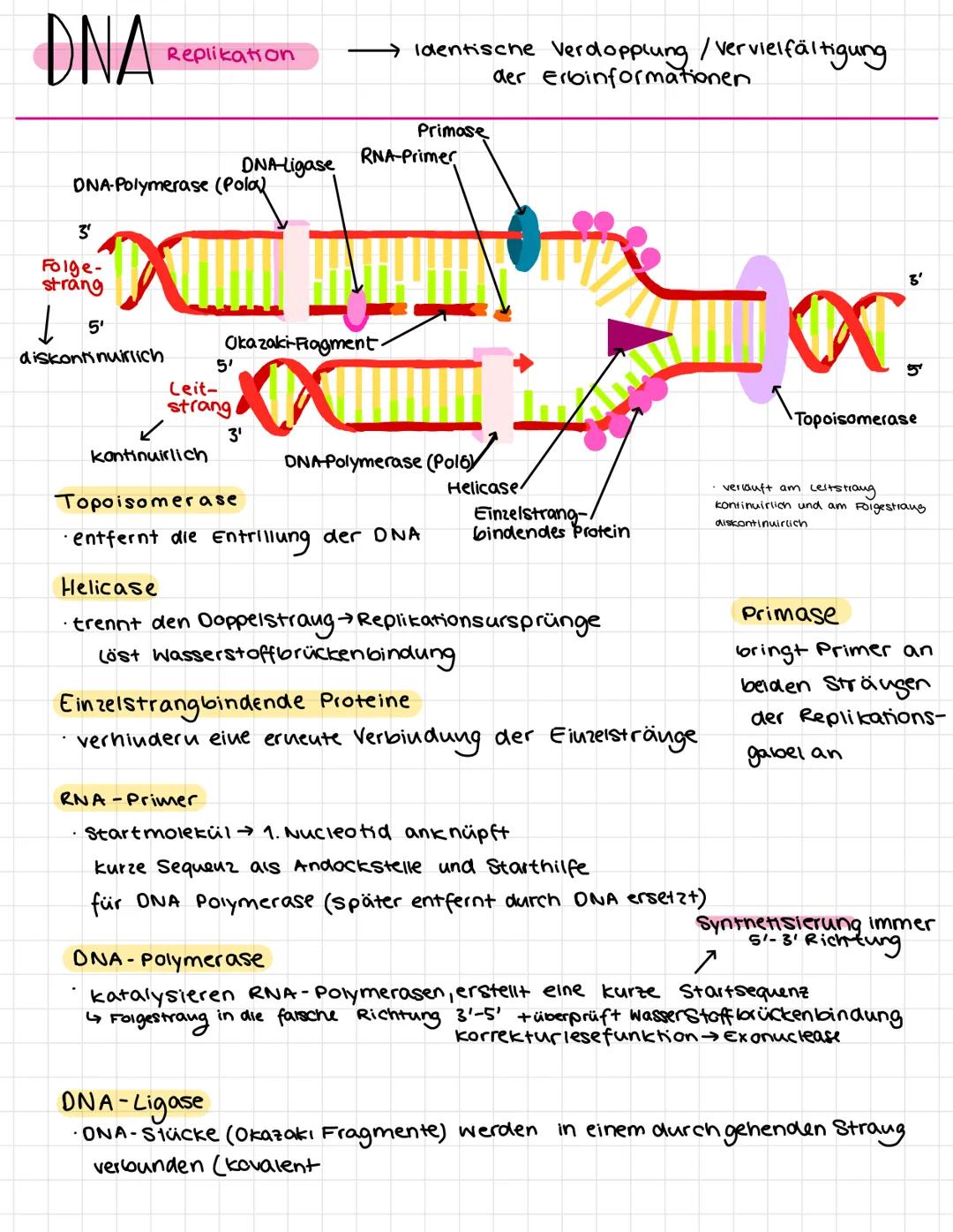 DNA Replikation