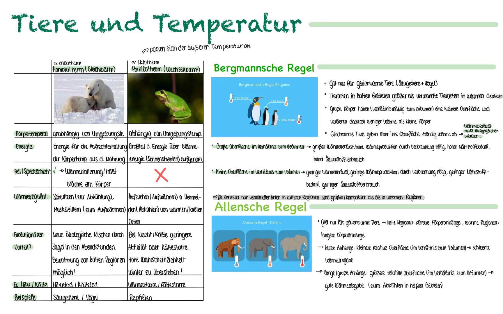 # Tiere und Temperatur
passen sich der äußeren Temperatur an
~ endotherm
Homoiotherm (Gleichwarm)
≈ ektotherm
Poikilotherm (Wechselwarm)