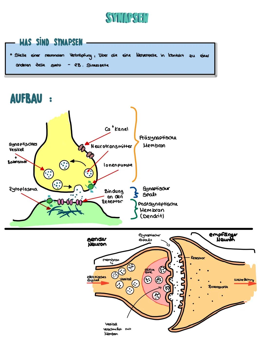 Synapsen , Aufbau von Synapsen und Erregungsübertragung